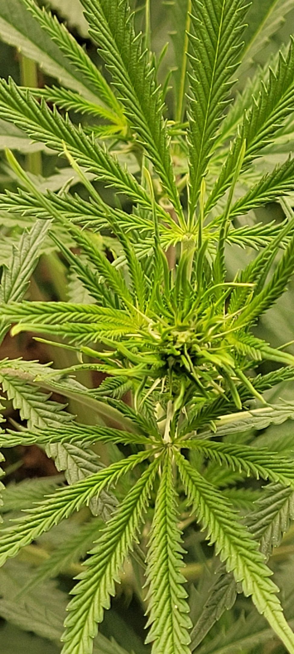 Anonymus growlog photo 101