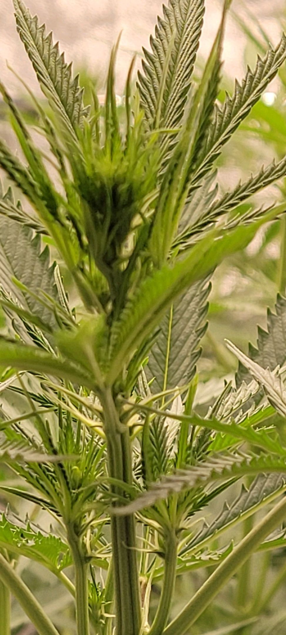 Anonymus growlog photo 102