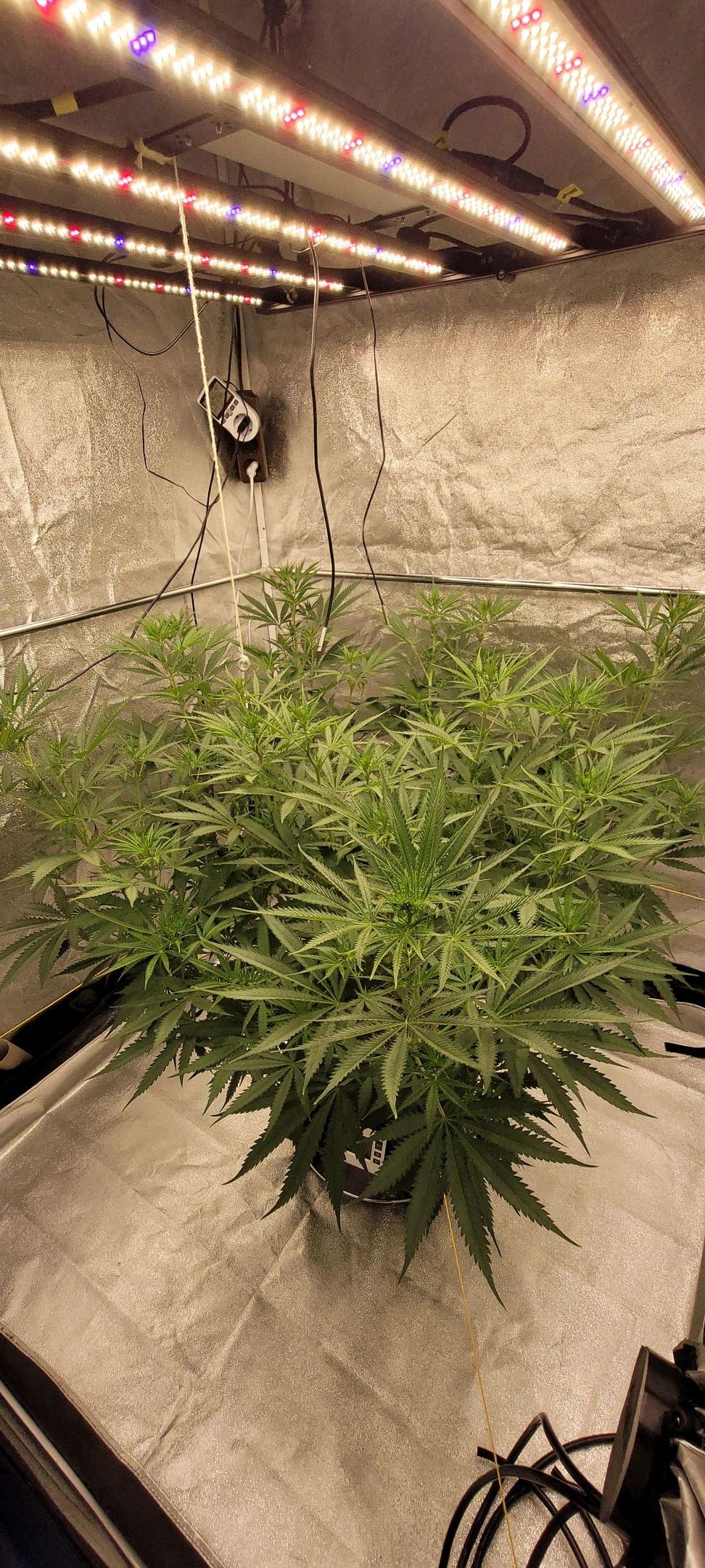 Anonymus growlog photo 103