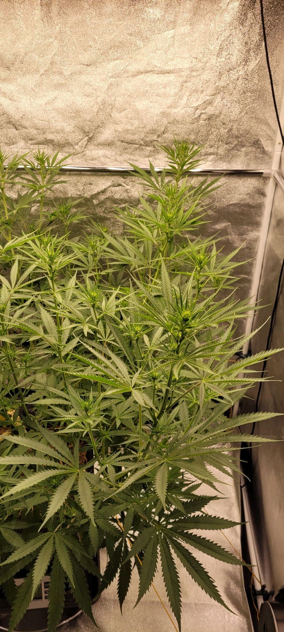 Anonymus growlog photo 107