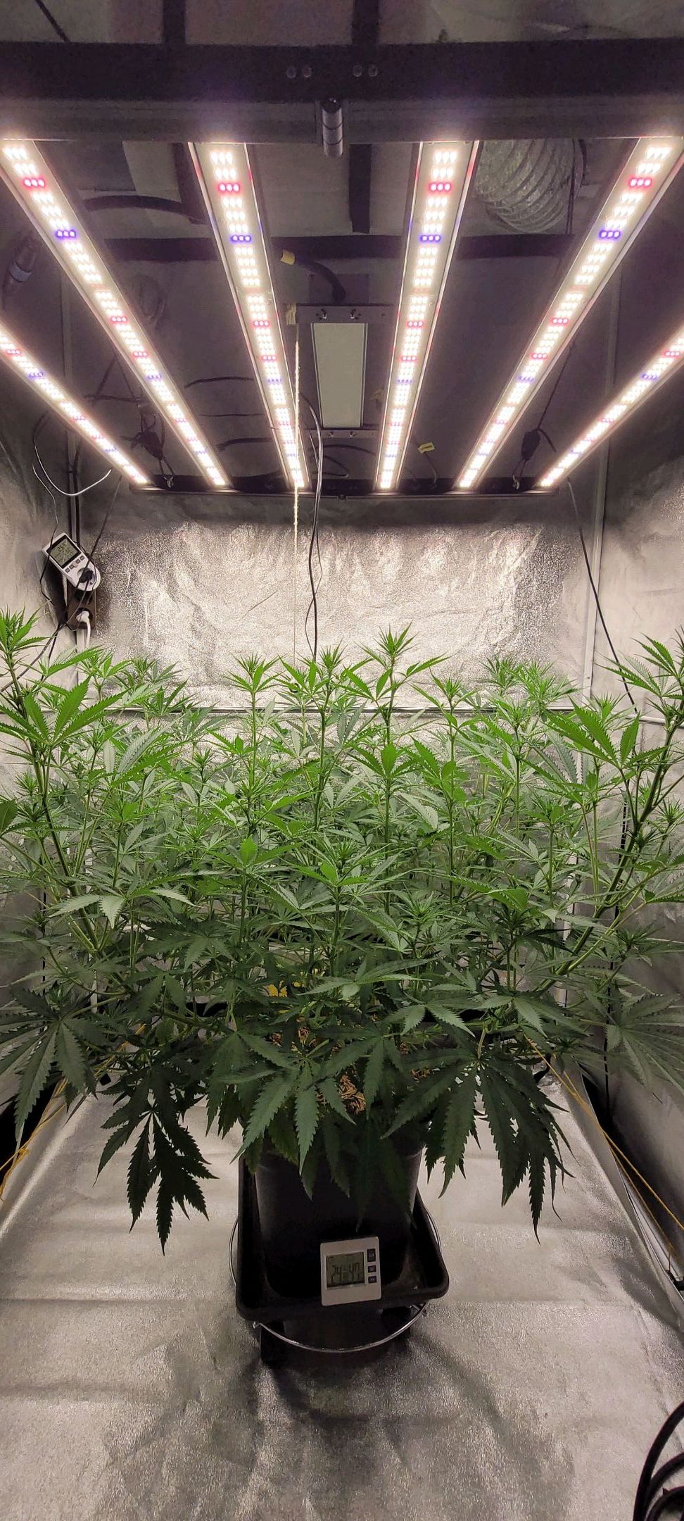 Anonymus growlog photo 106