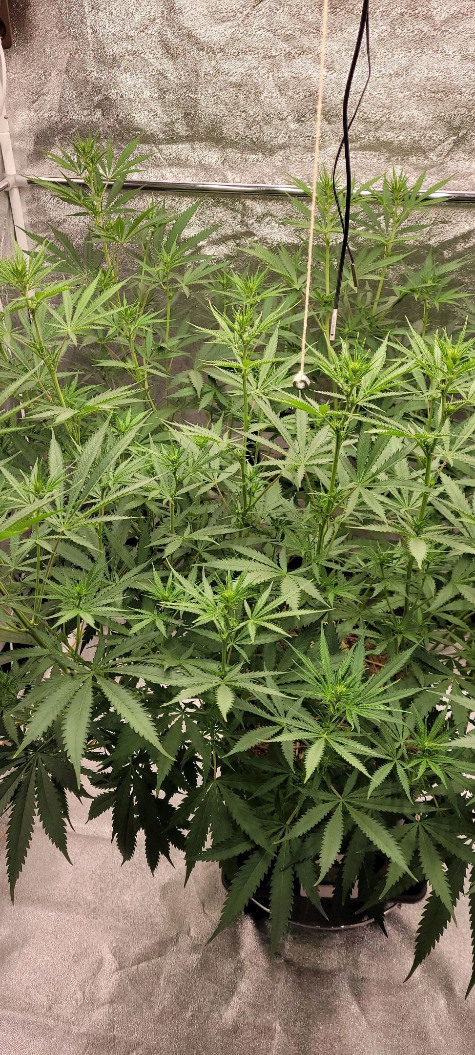 Anonymus growlog photo 108