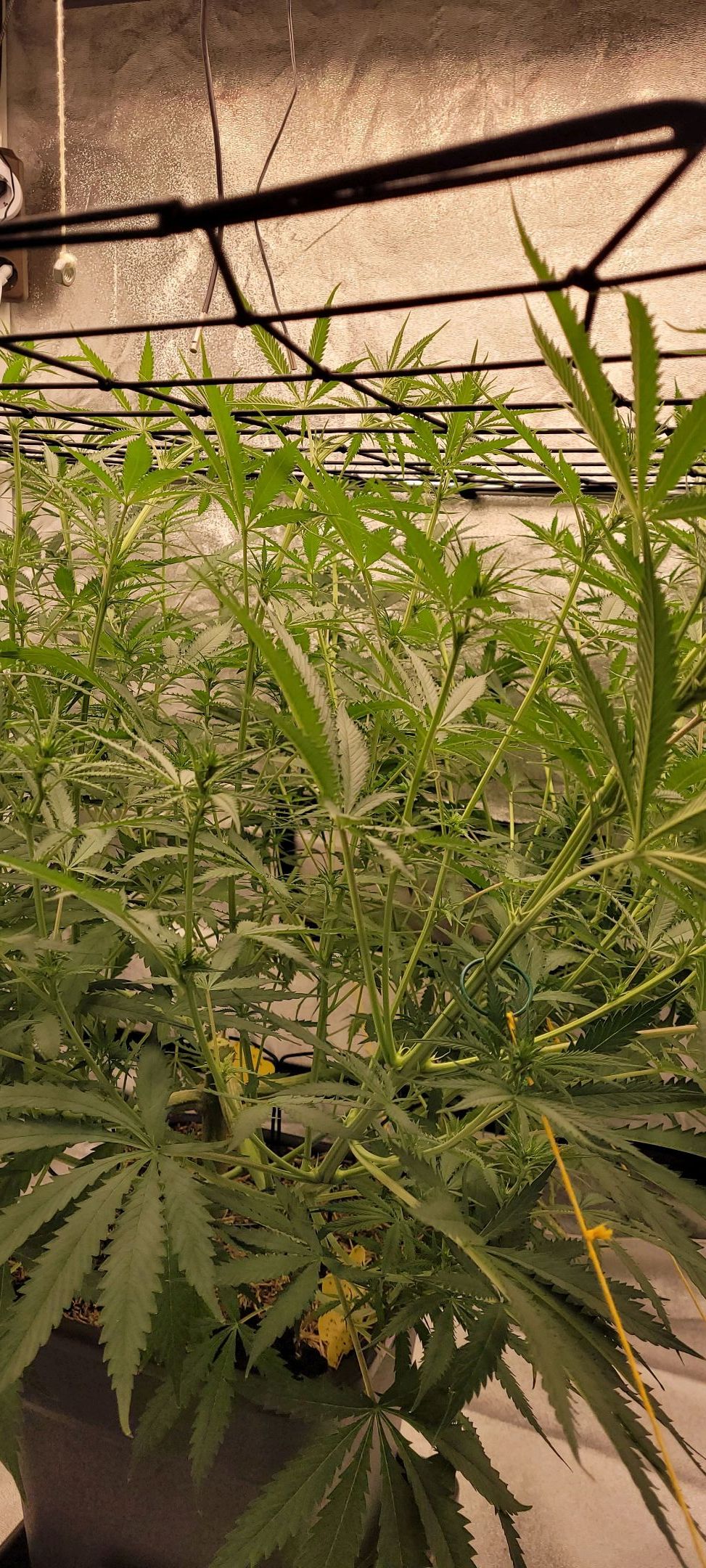 Anonymus growlog photo 105