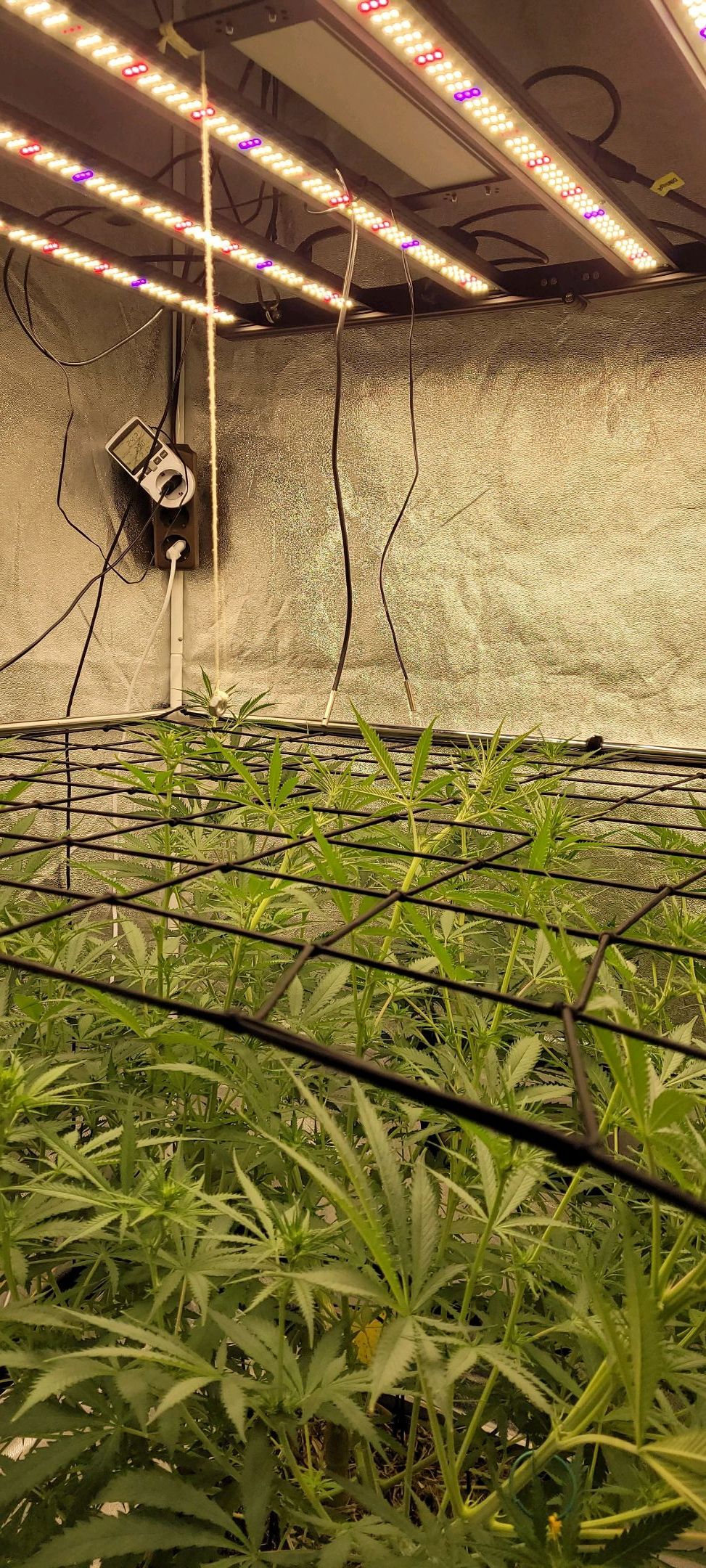 Anonymus growlog photo 104