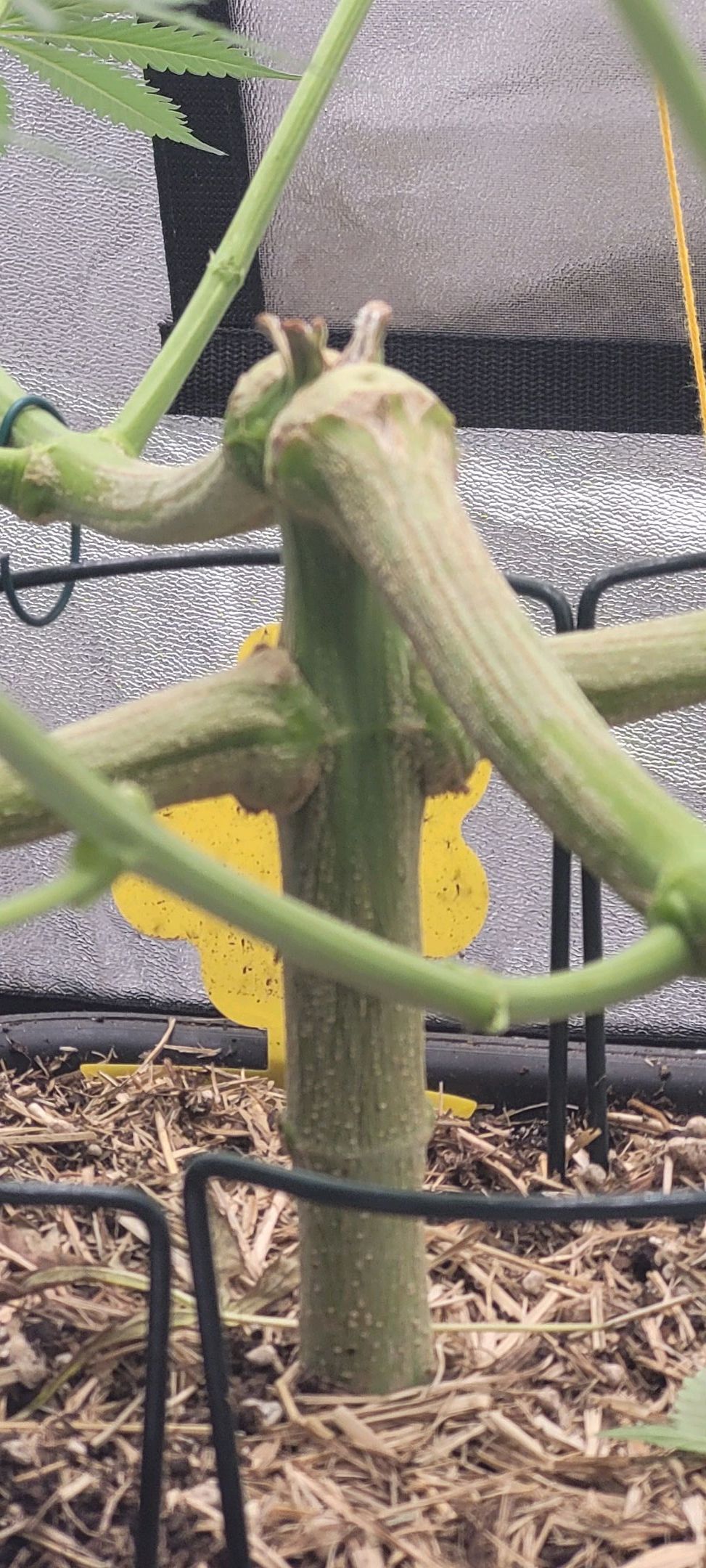 Anonymus growlog photo 109