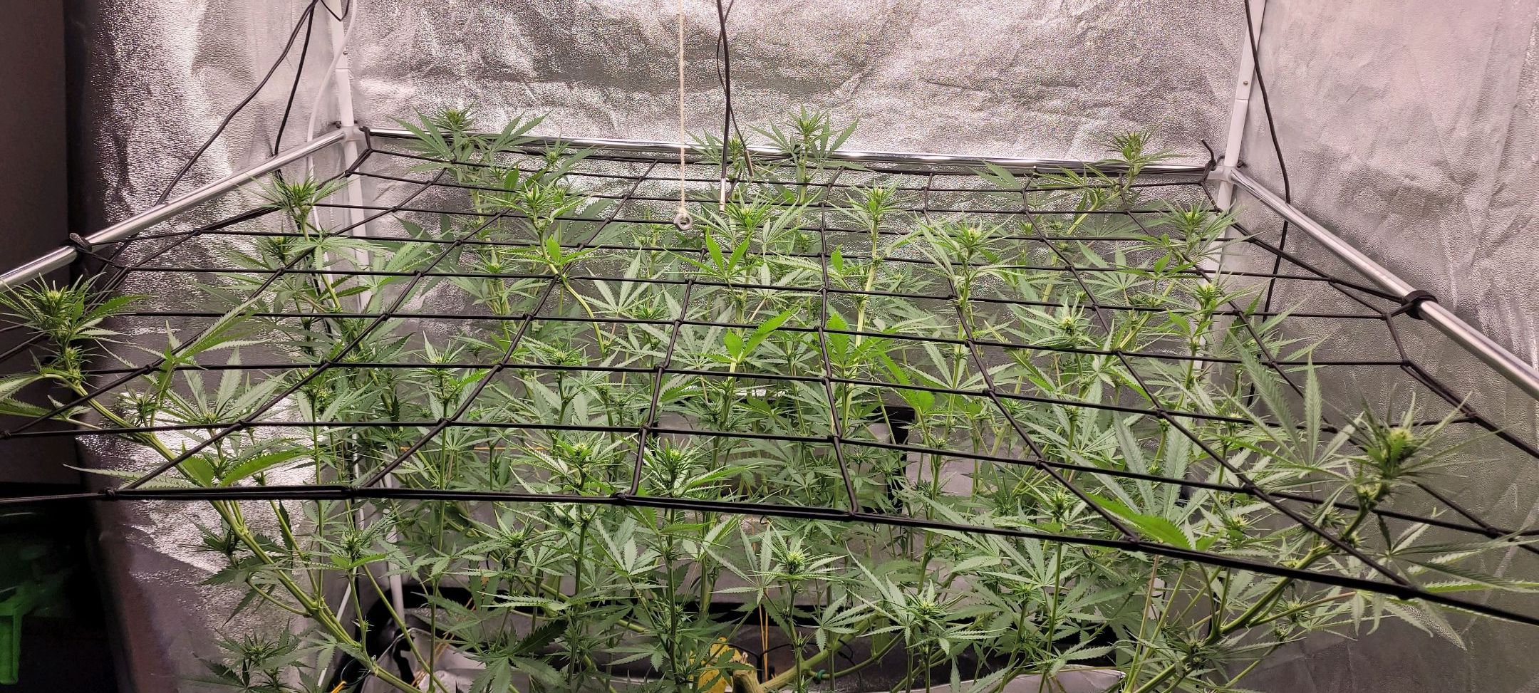 Anonymus growlog photo 111