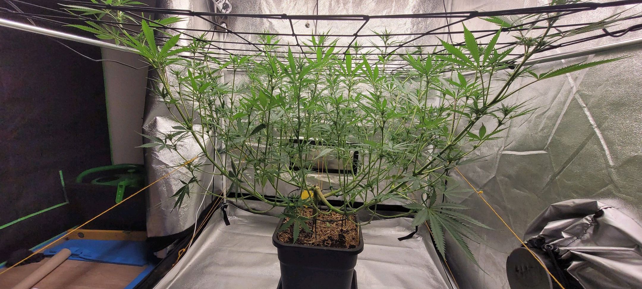 Anonymus growlog photo 113