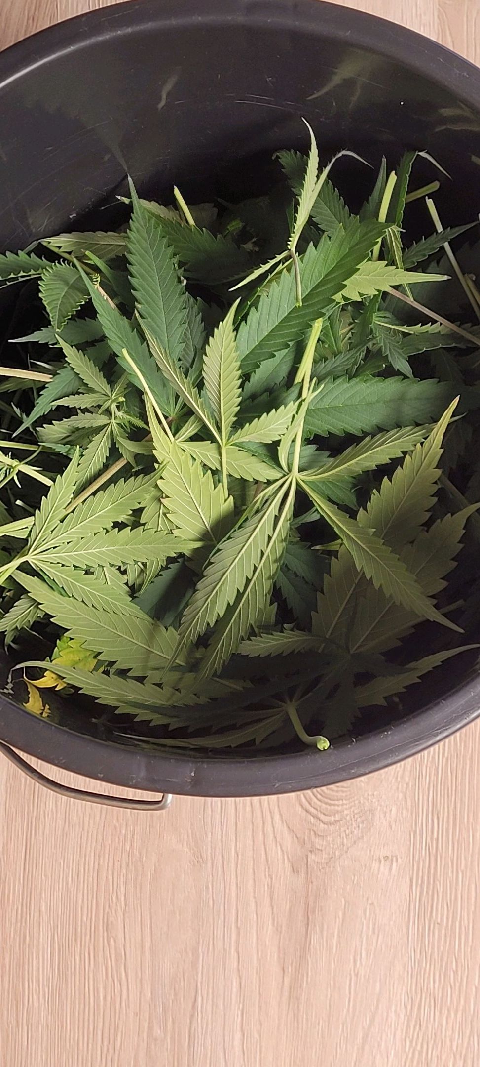 Anonymus growlog photo 110