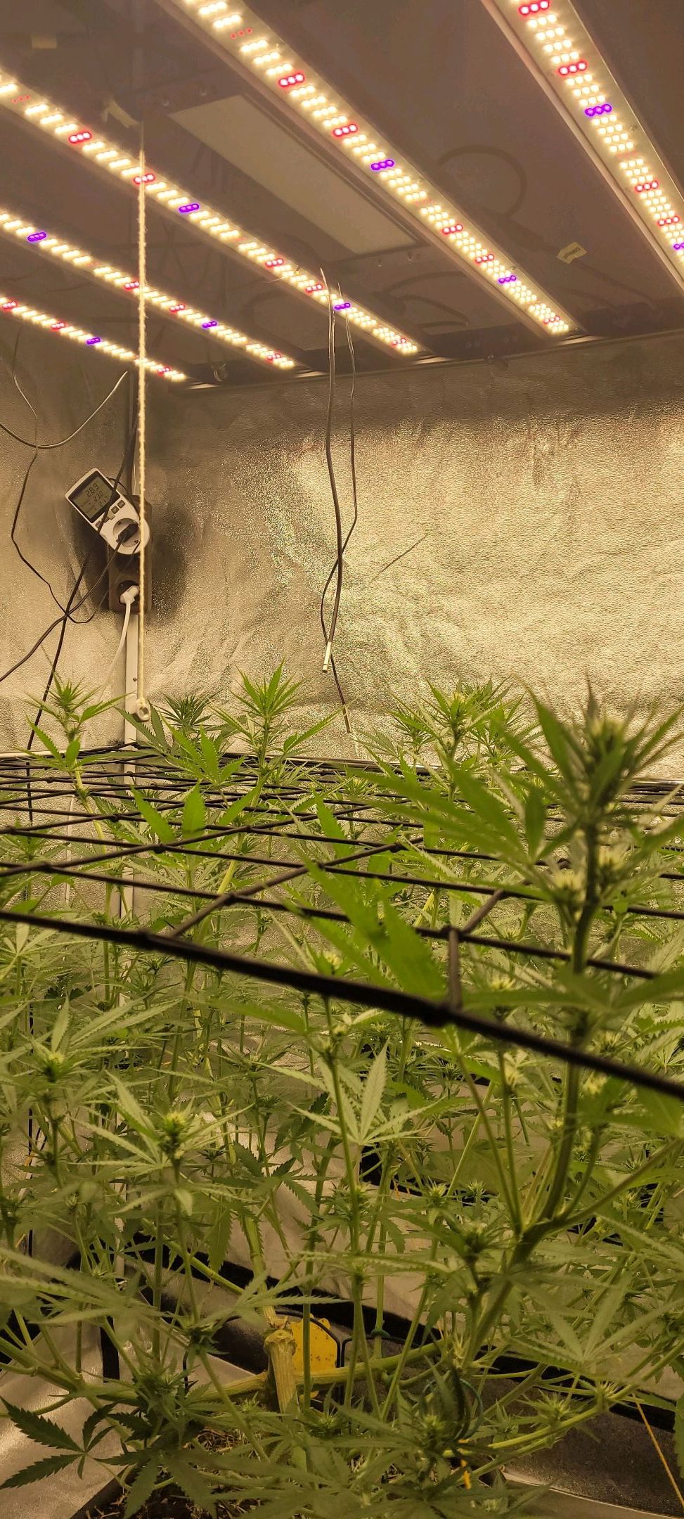 Anonymus growlog photo 115