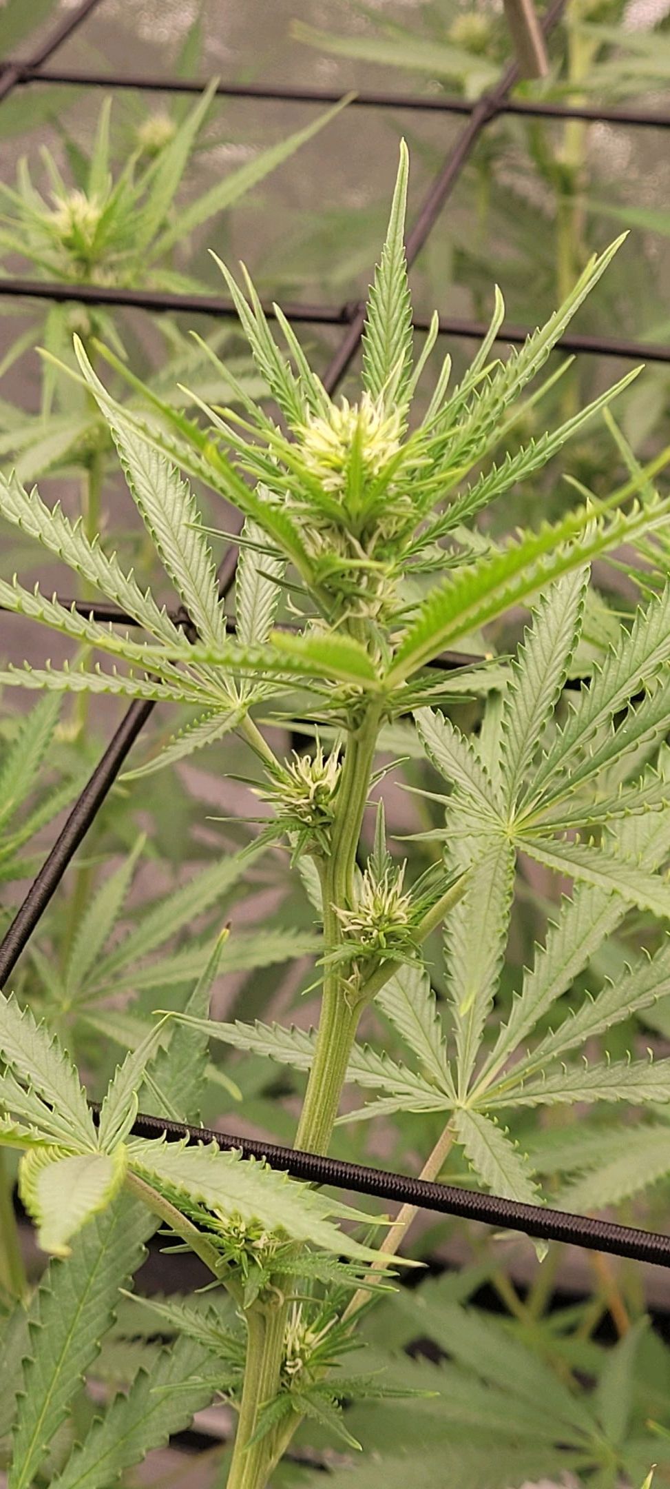 Anonymus growlog photo 114