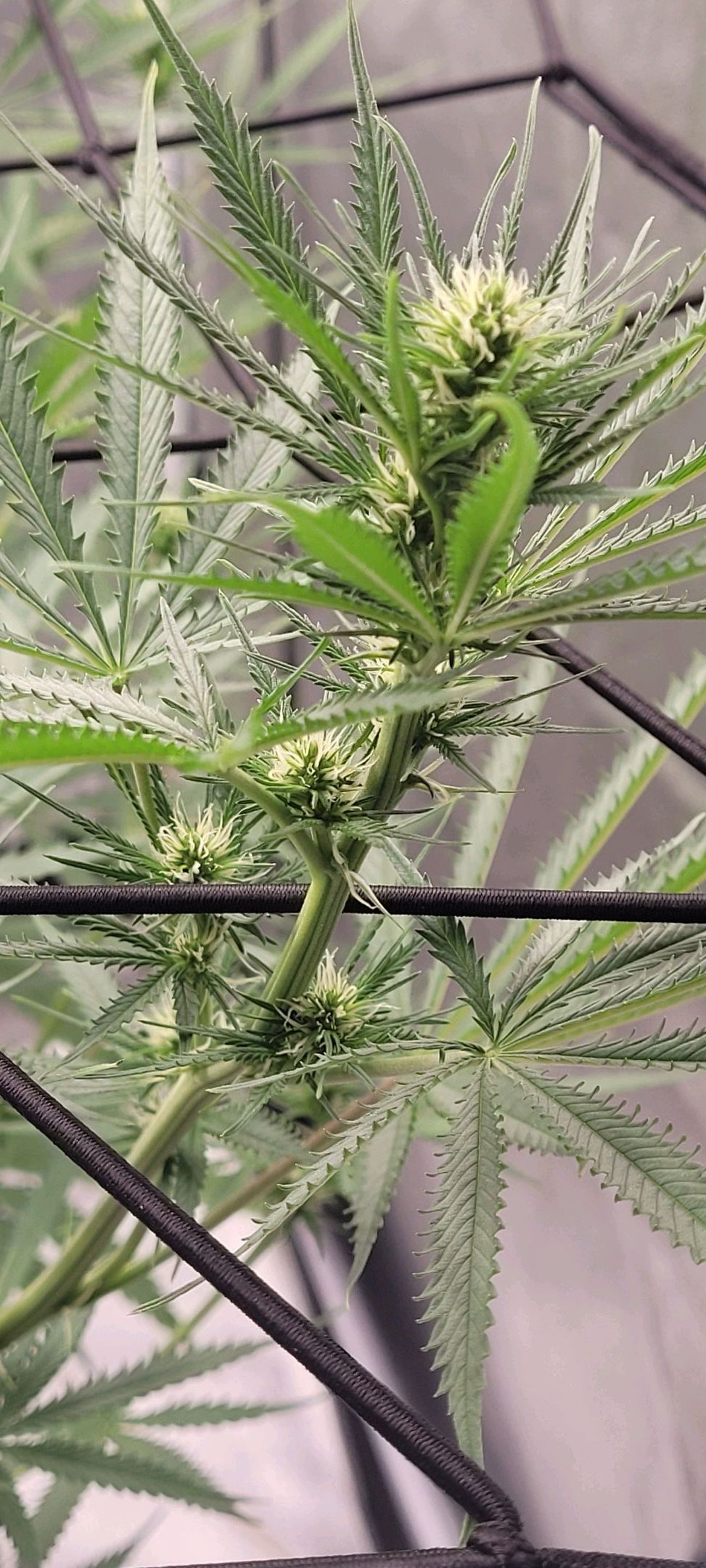 Anonymus growlog photo 117