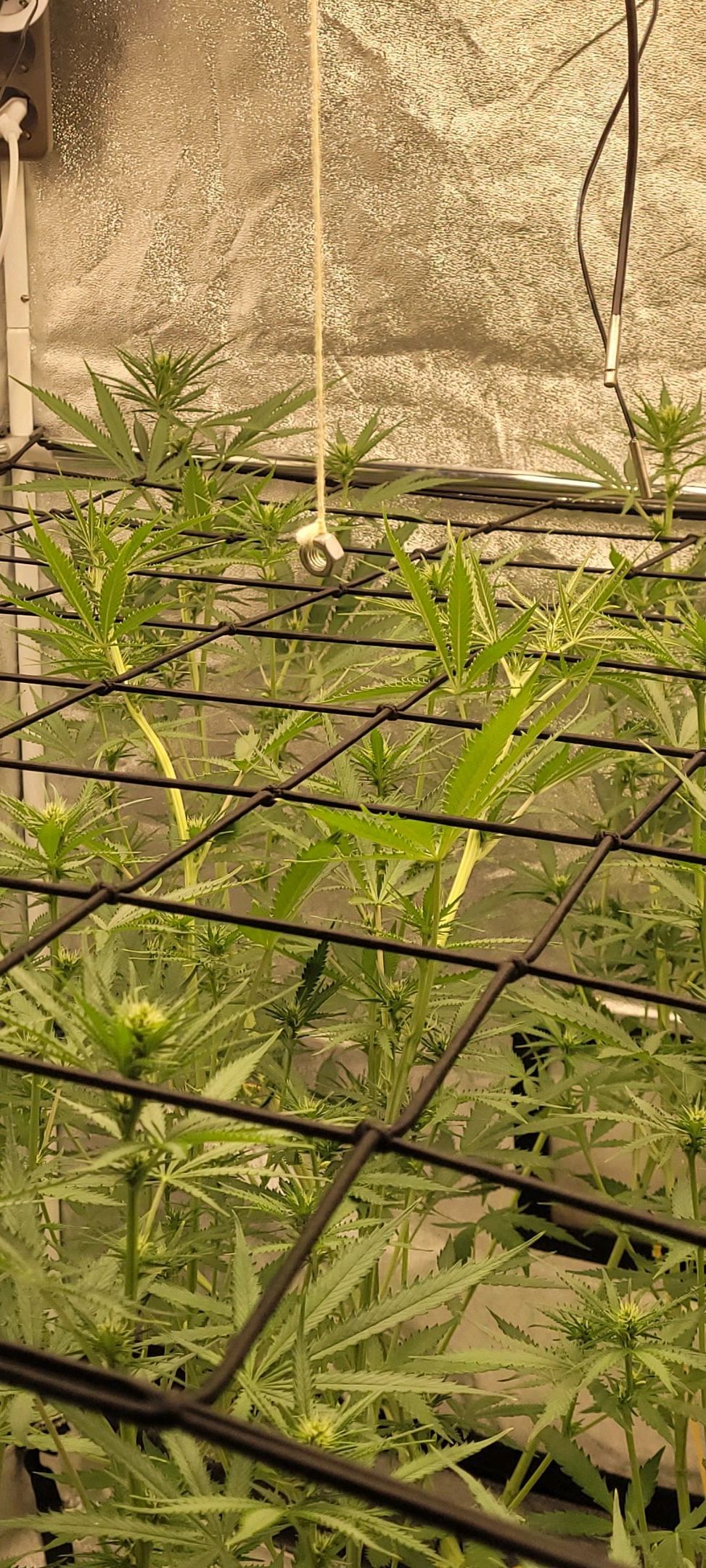 Anonymus growlog photo 116