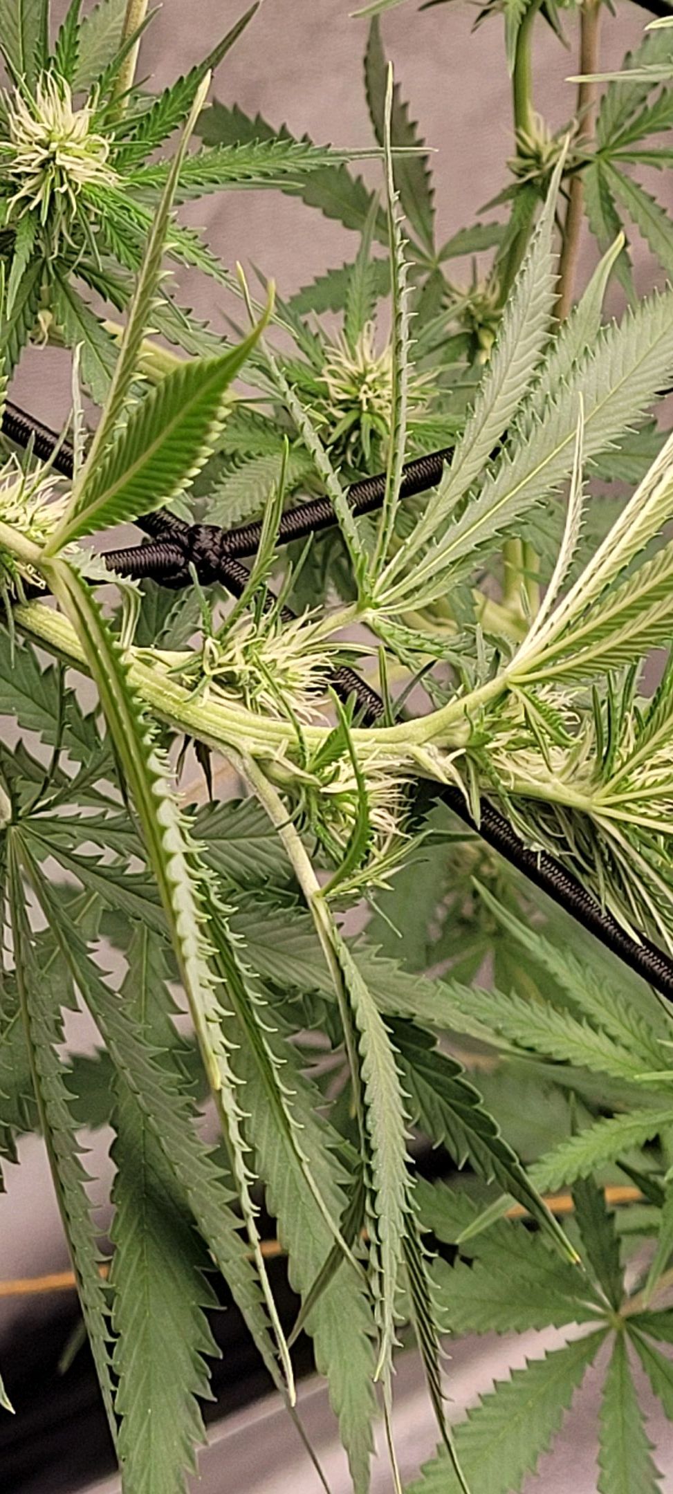 Anonymus growlog photo 119