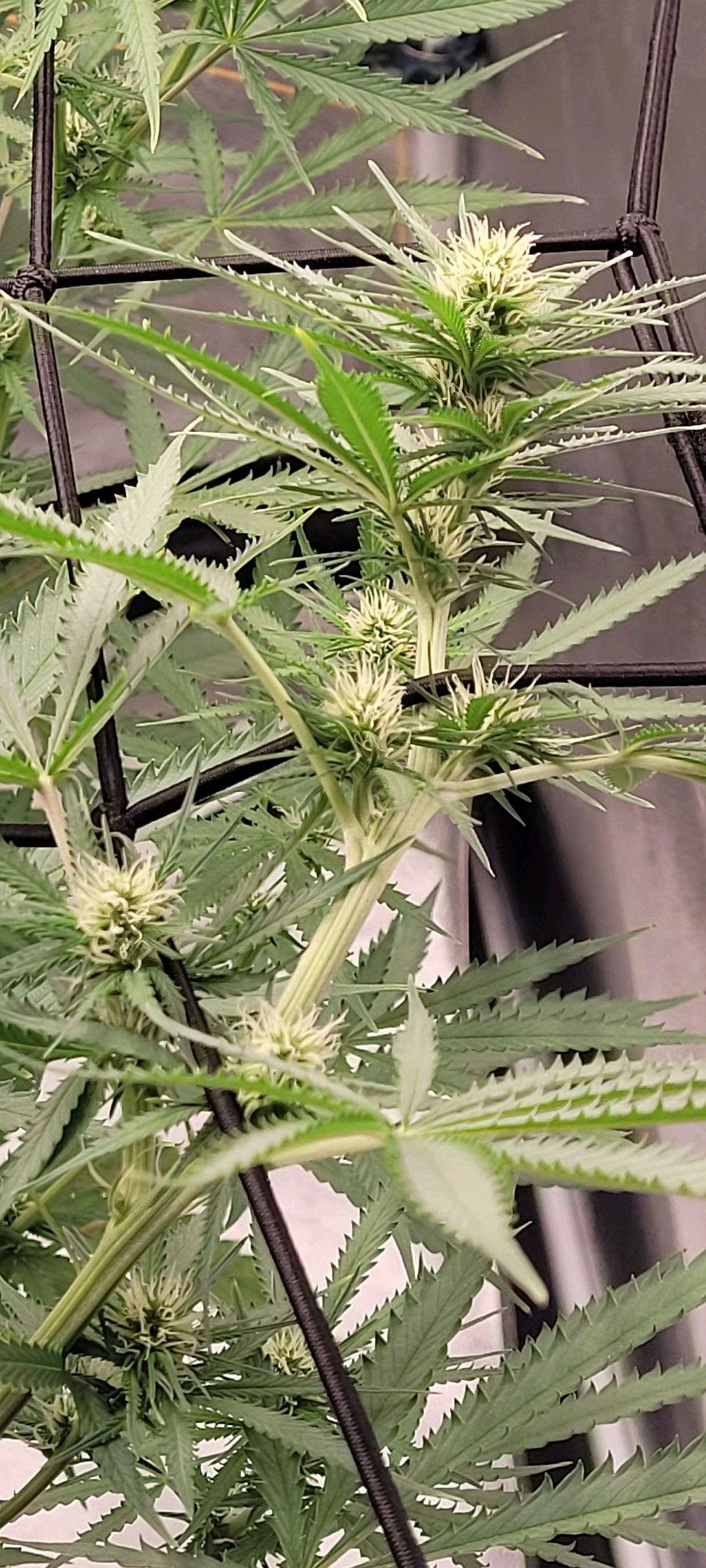 Anonymus growlog photo 118