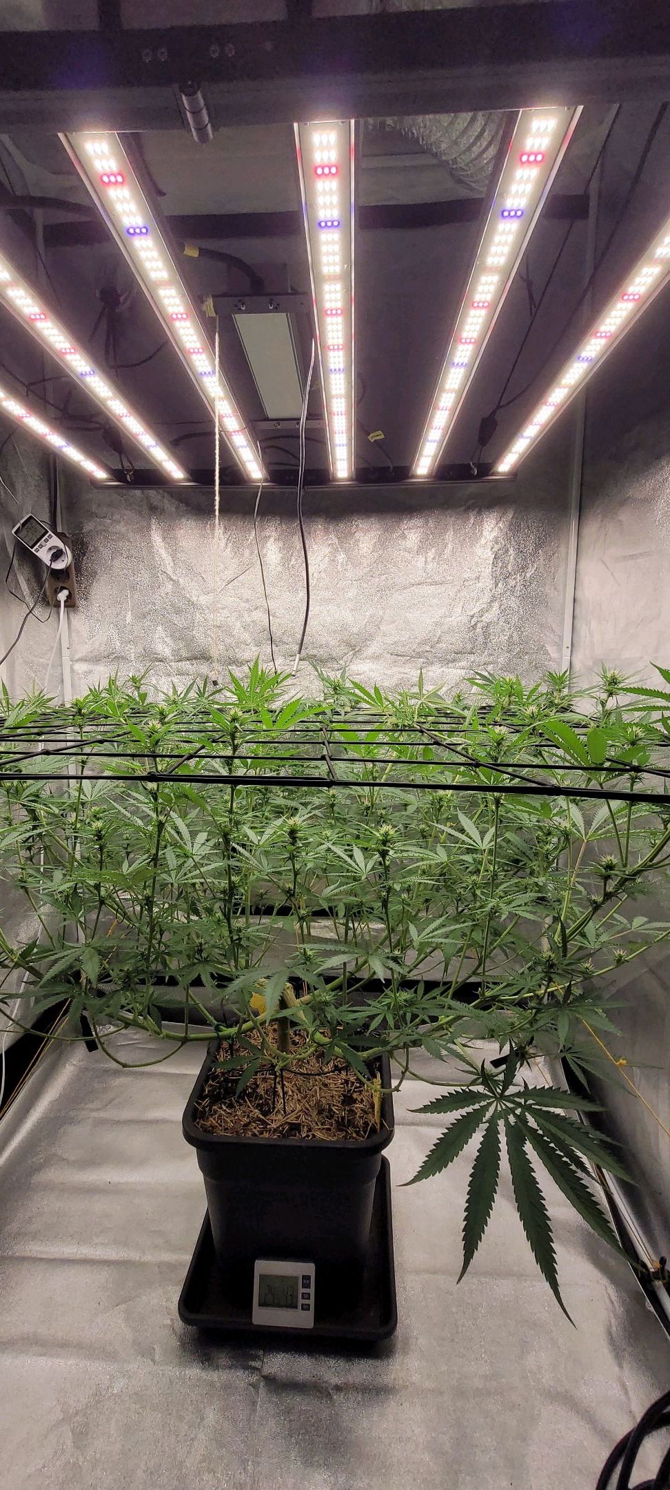 Anonymus growlog photo 120