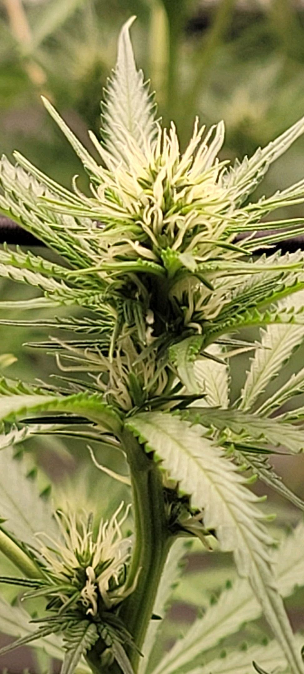 Anonymus growlog photo 121