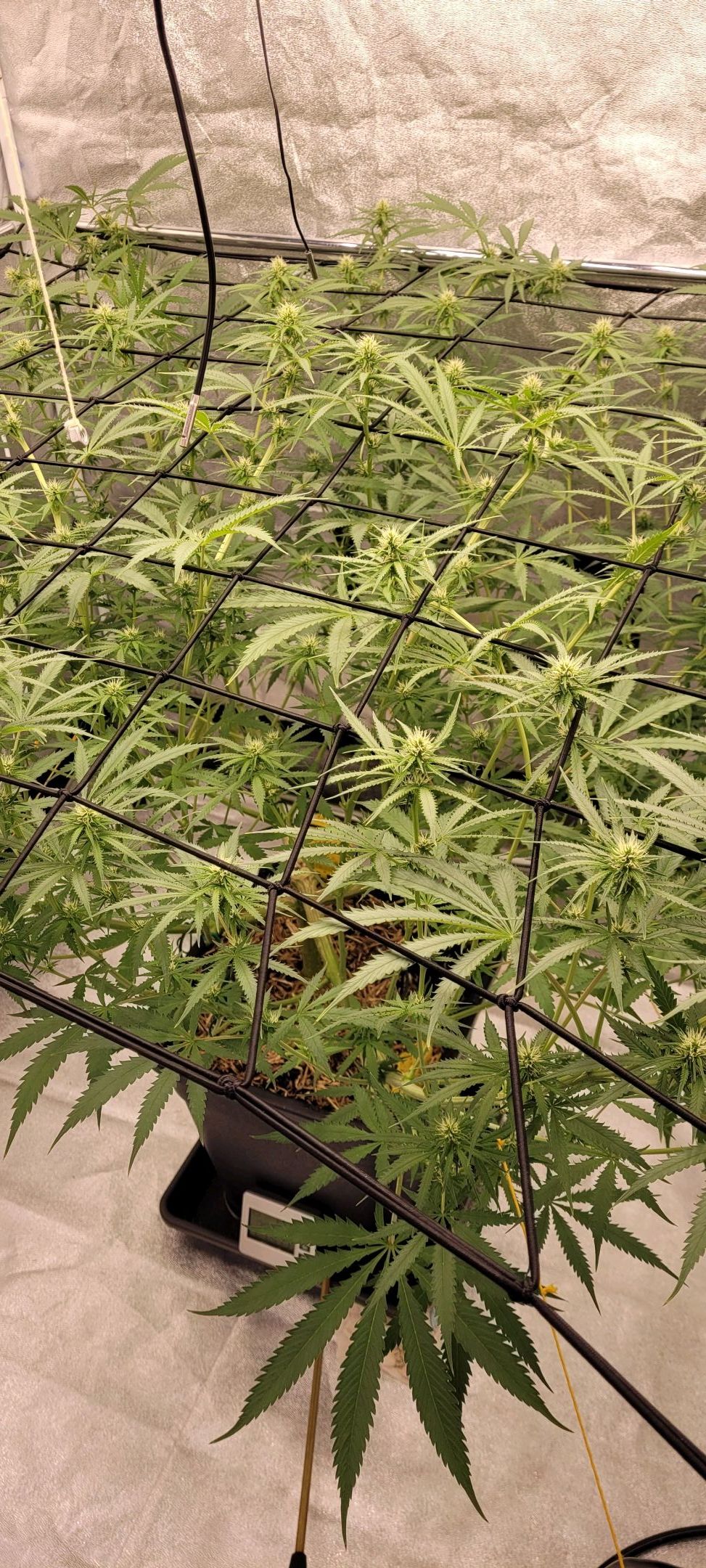 Anonymus growlog photo 124