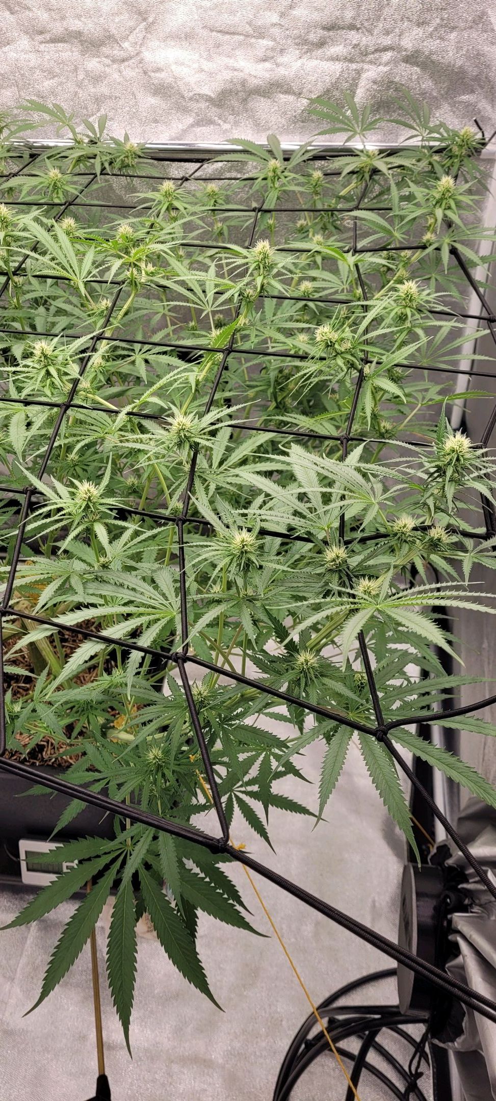 Anonymus growlog photo 122