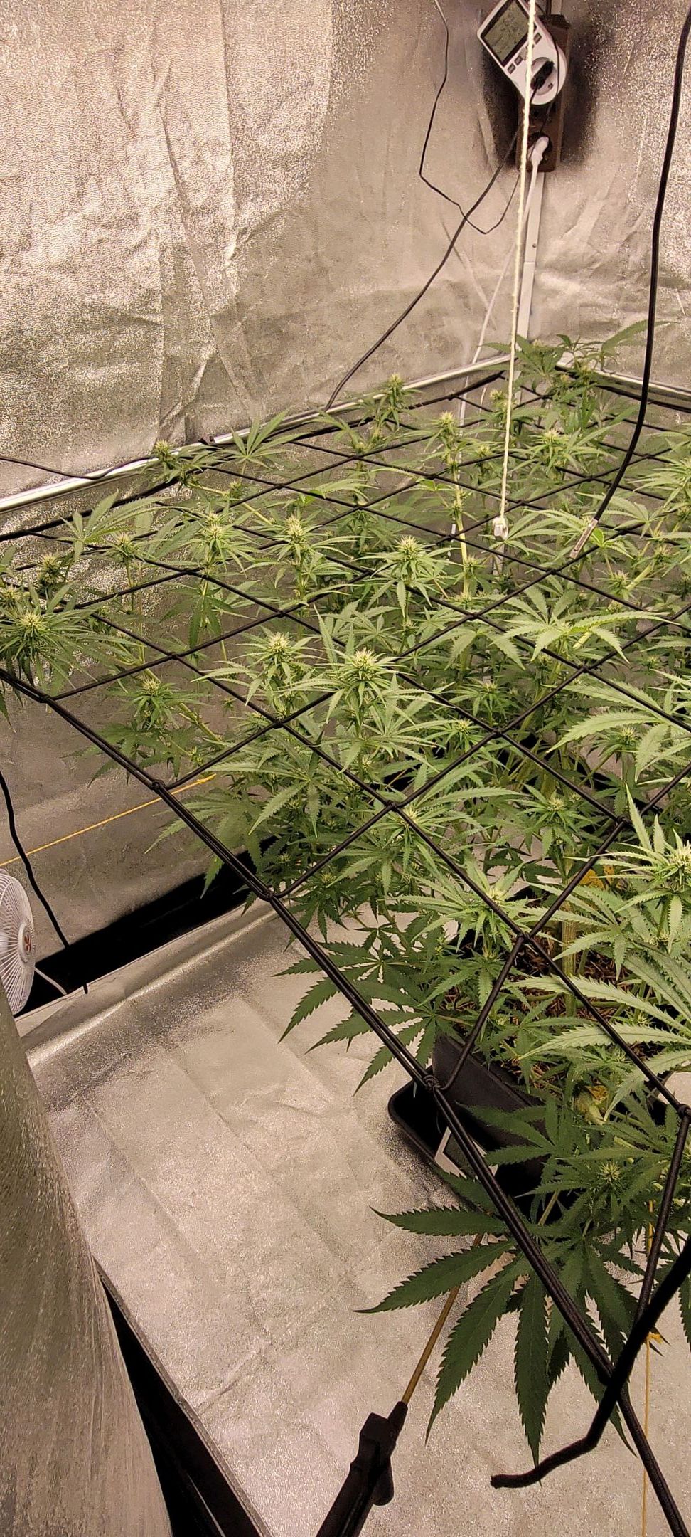 Anonymus growlog photo 123