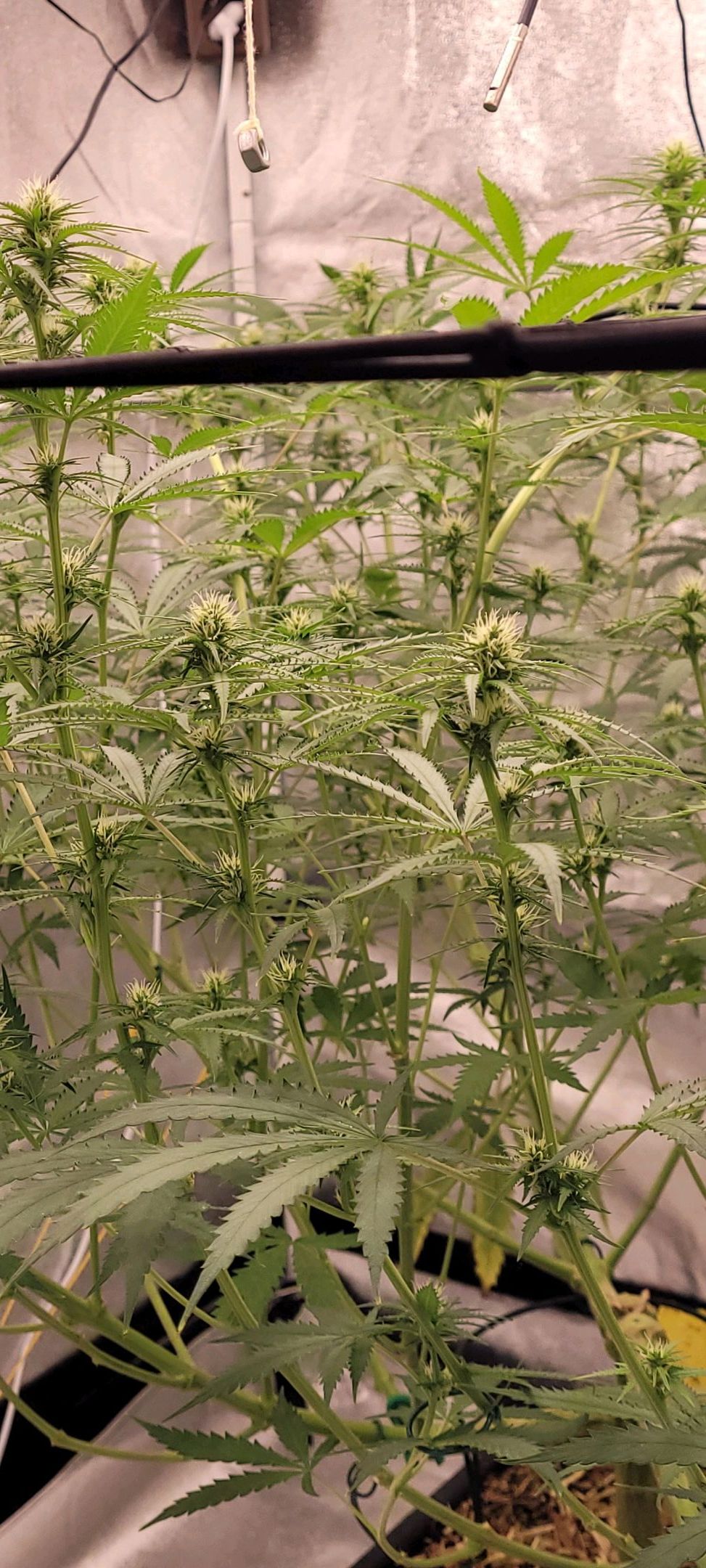 Anonymus growlog photo 125