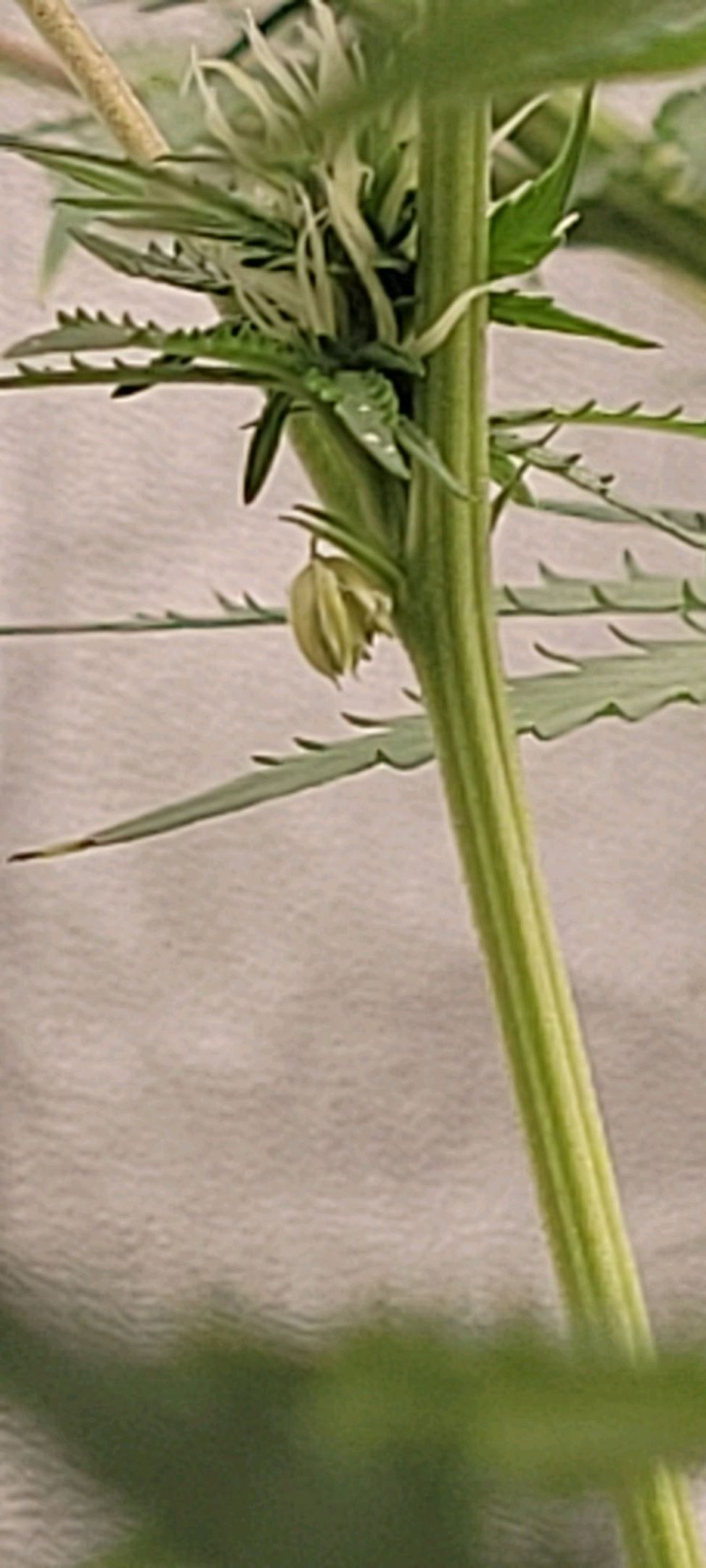 Anonymus growlog photo 126