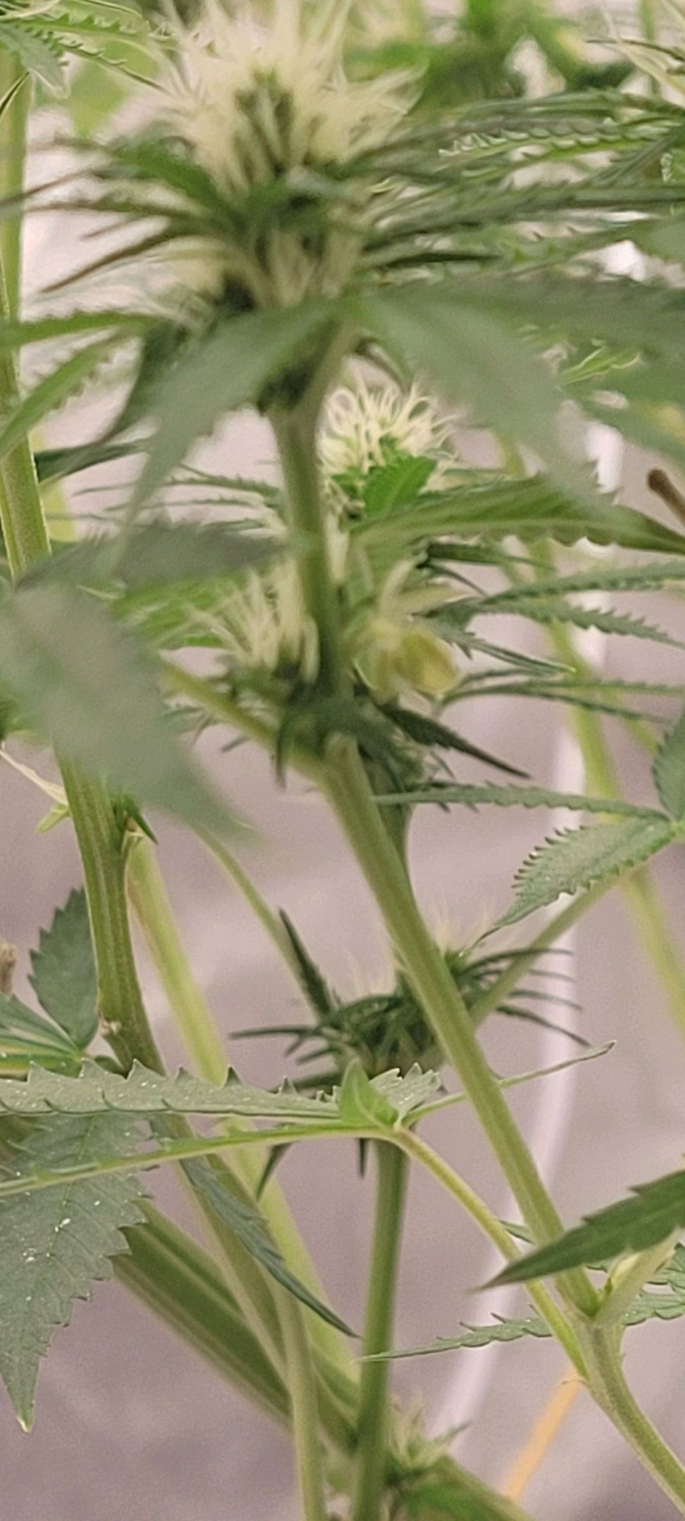 Anonymus growlog photo 127