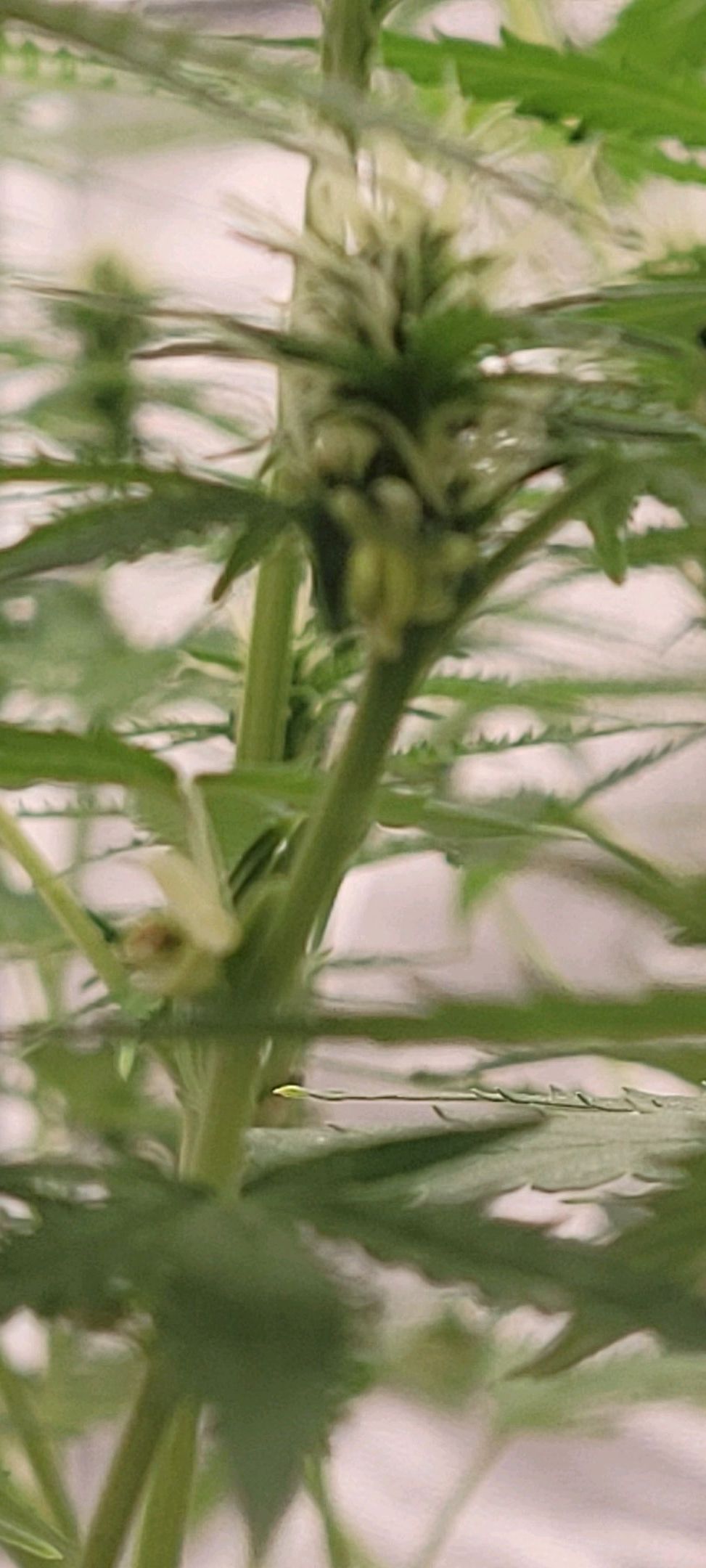 Anonymus growlog photo 128