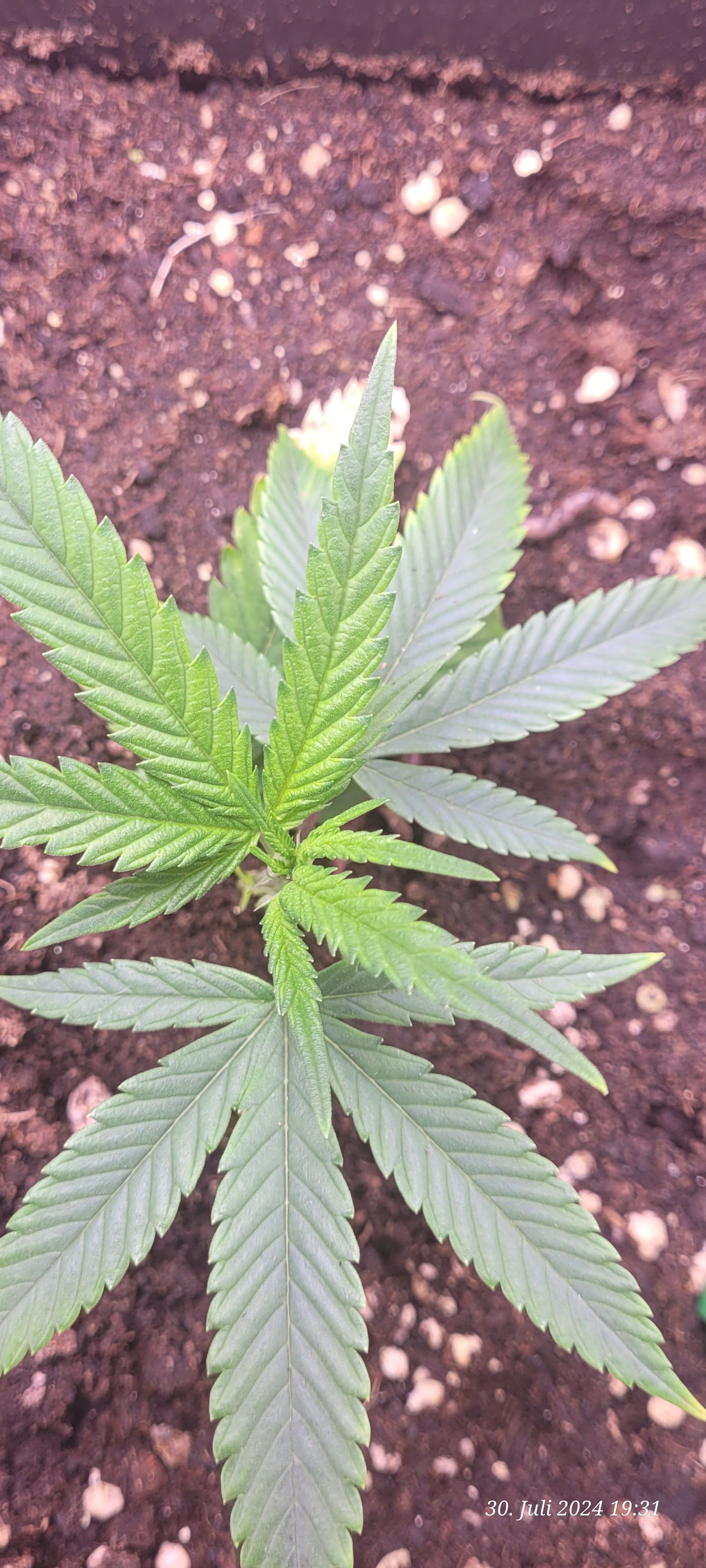 Lava Cake Klon #2 growlog photo 6