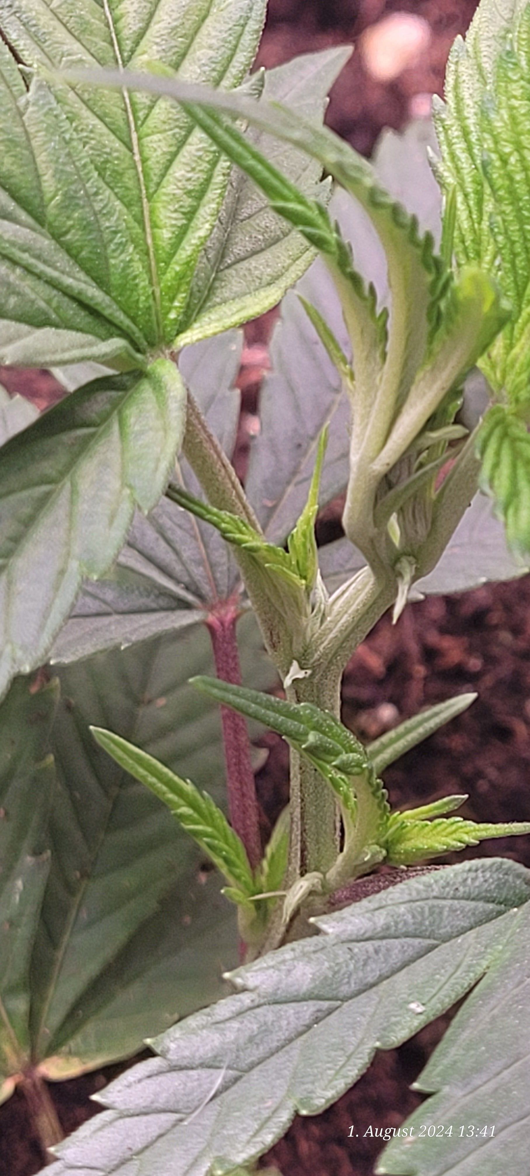 Lava Cake Klon #2 growlog photo 8