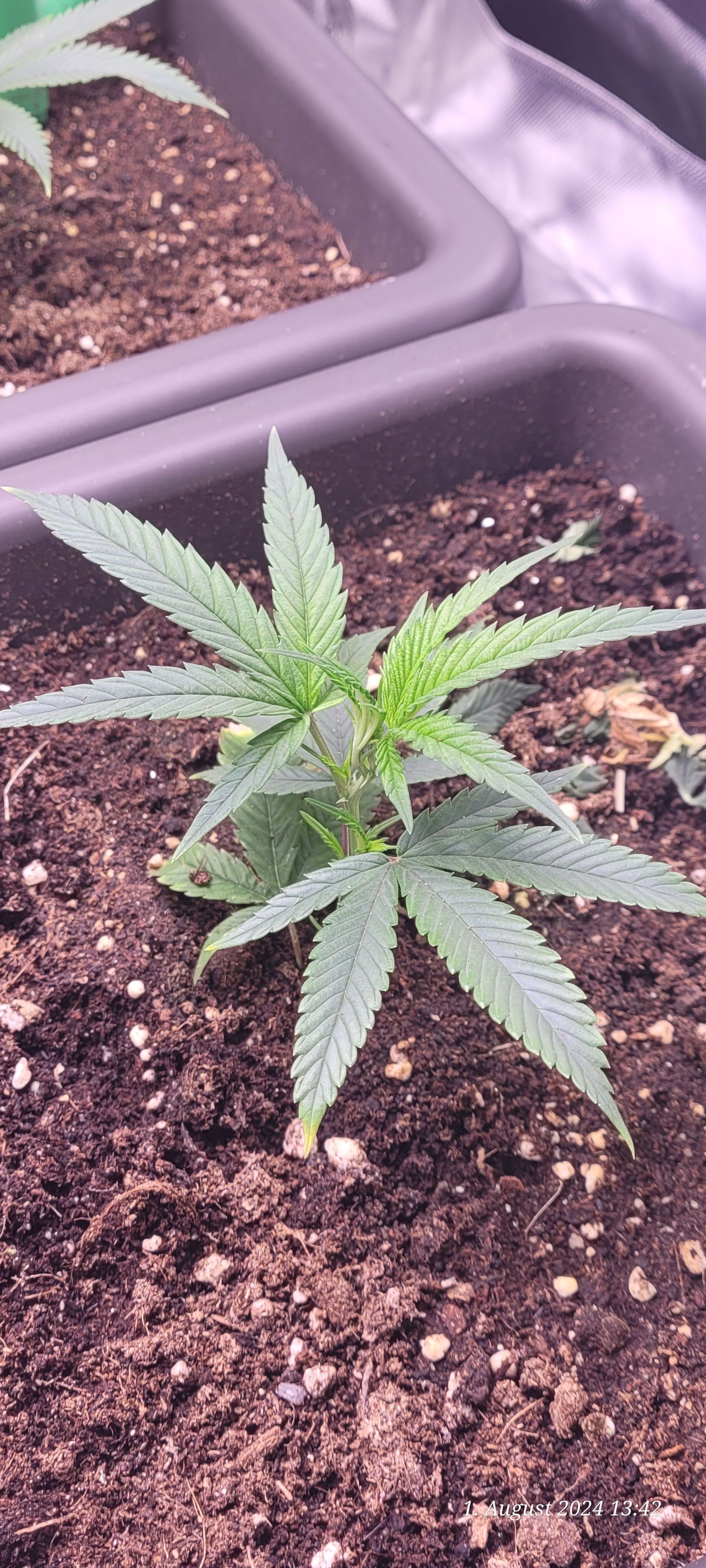 Lava Cake Klon #2 growlog photo 7