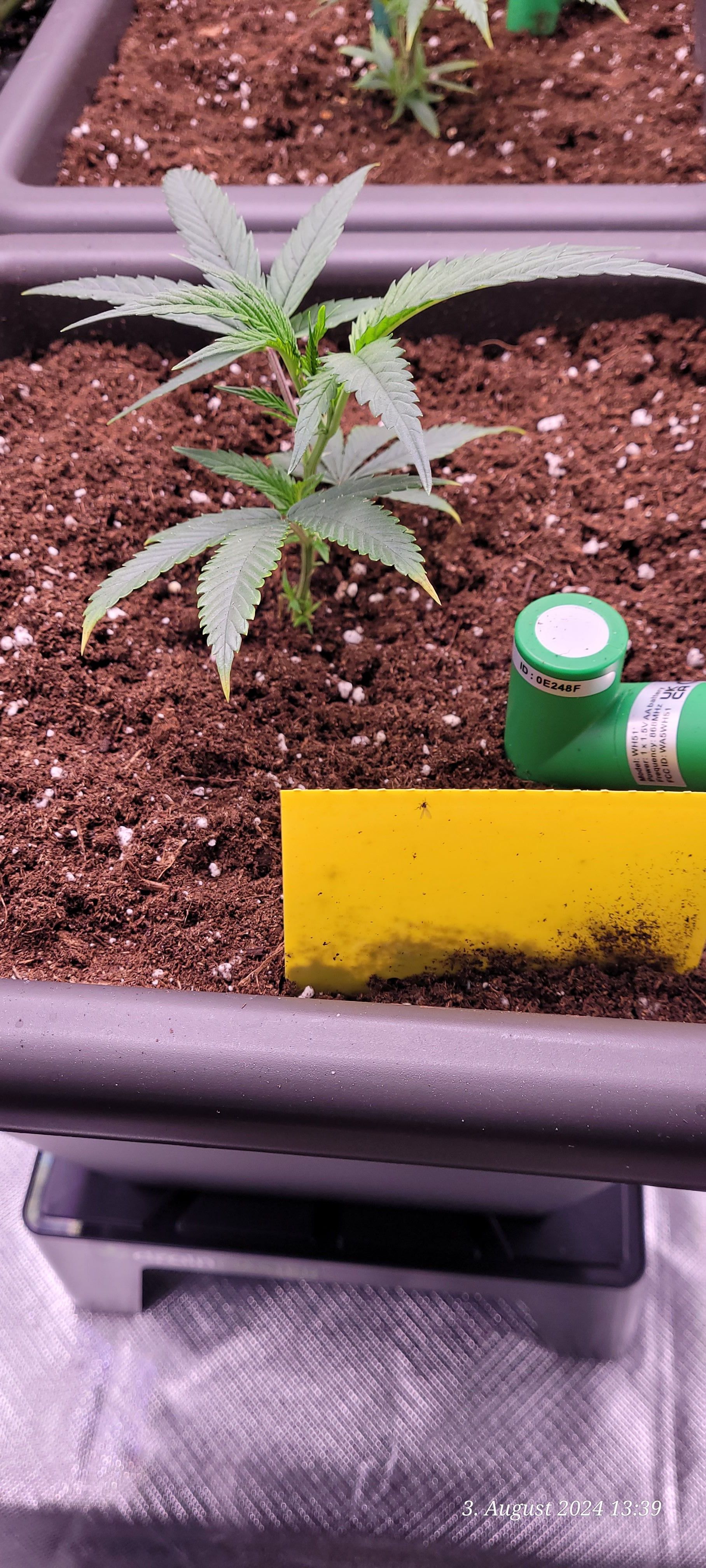 Lava Cake Klon #2 growlog photo 9