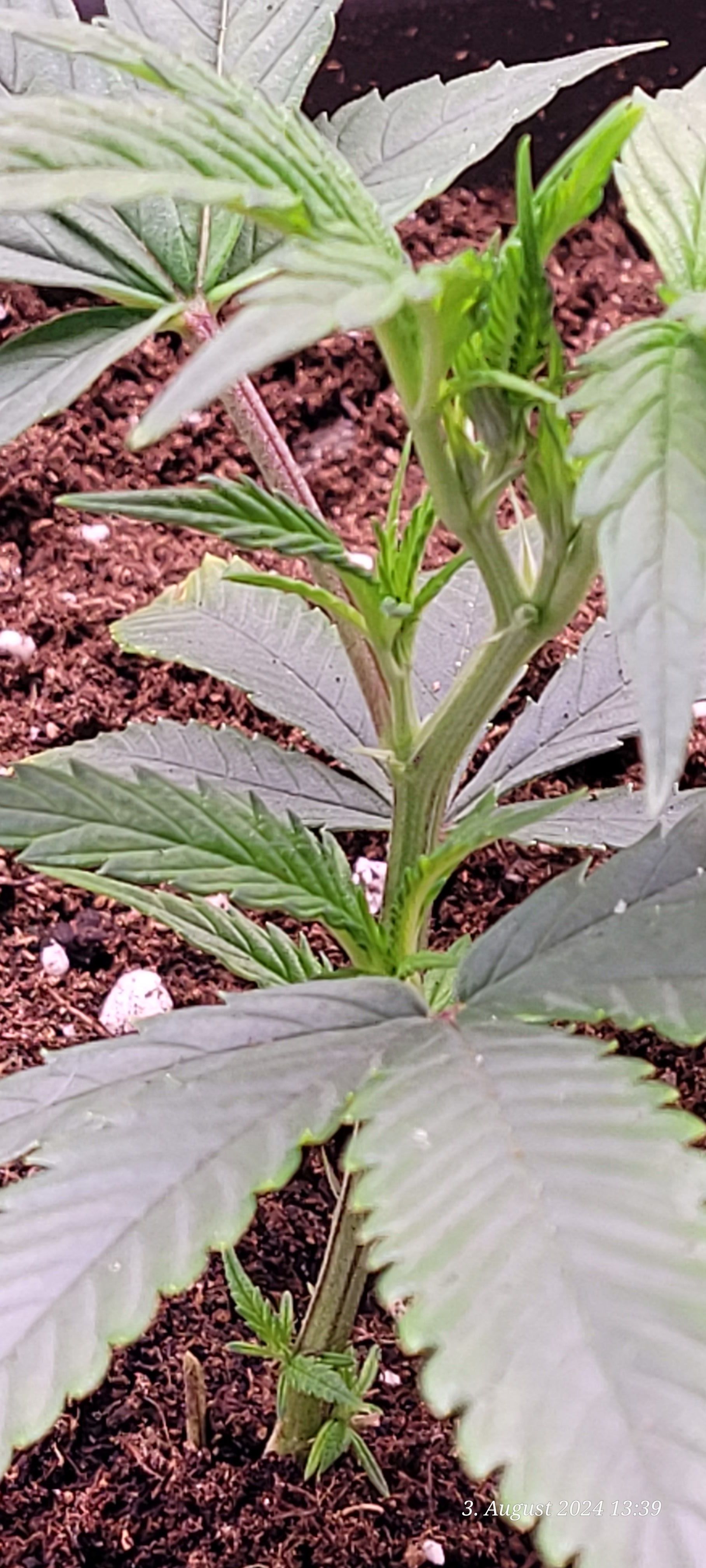 Lava Cake Klon #2 growlog photo 10