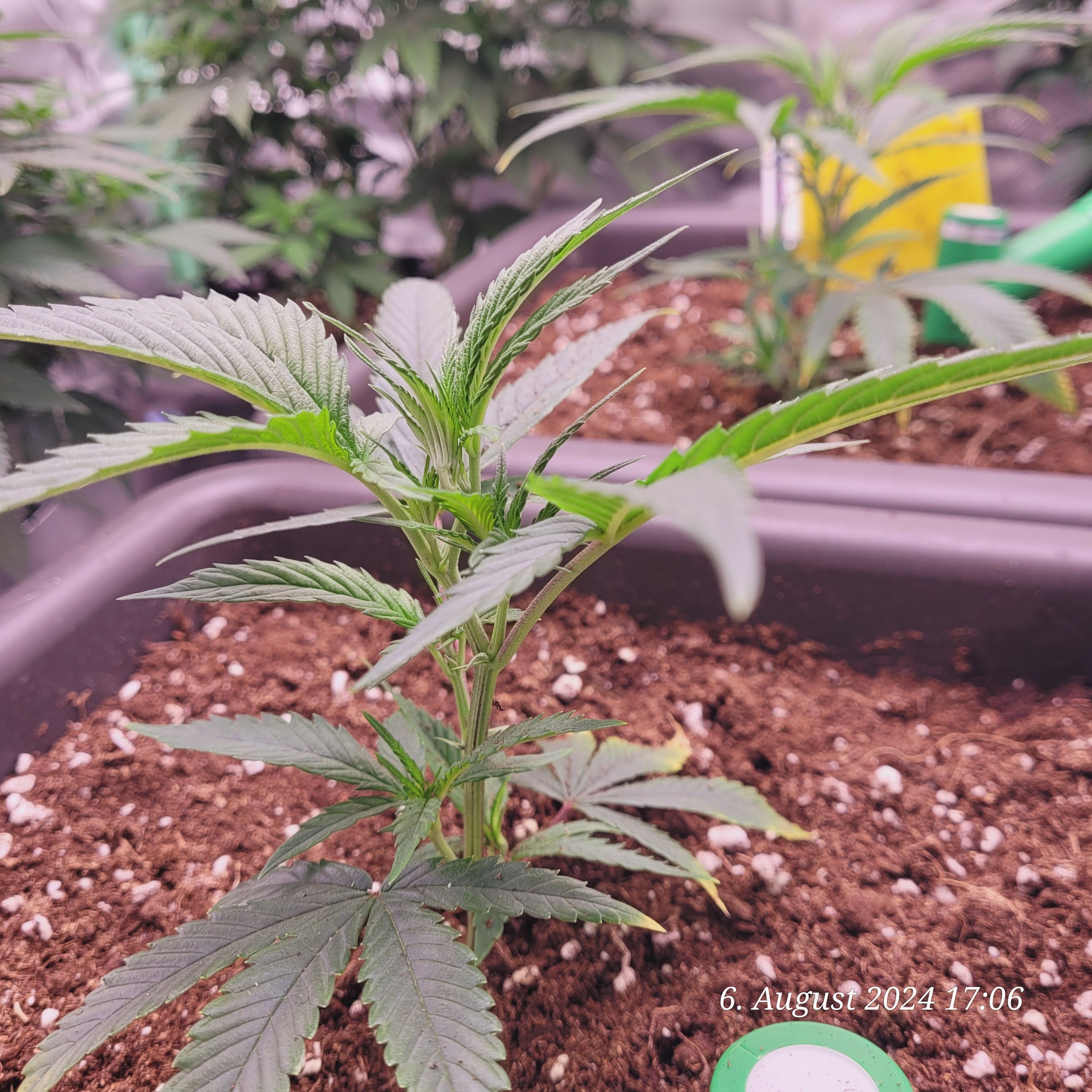 Lava Cake Klon #2 growlog photo 13