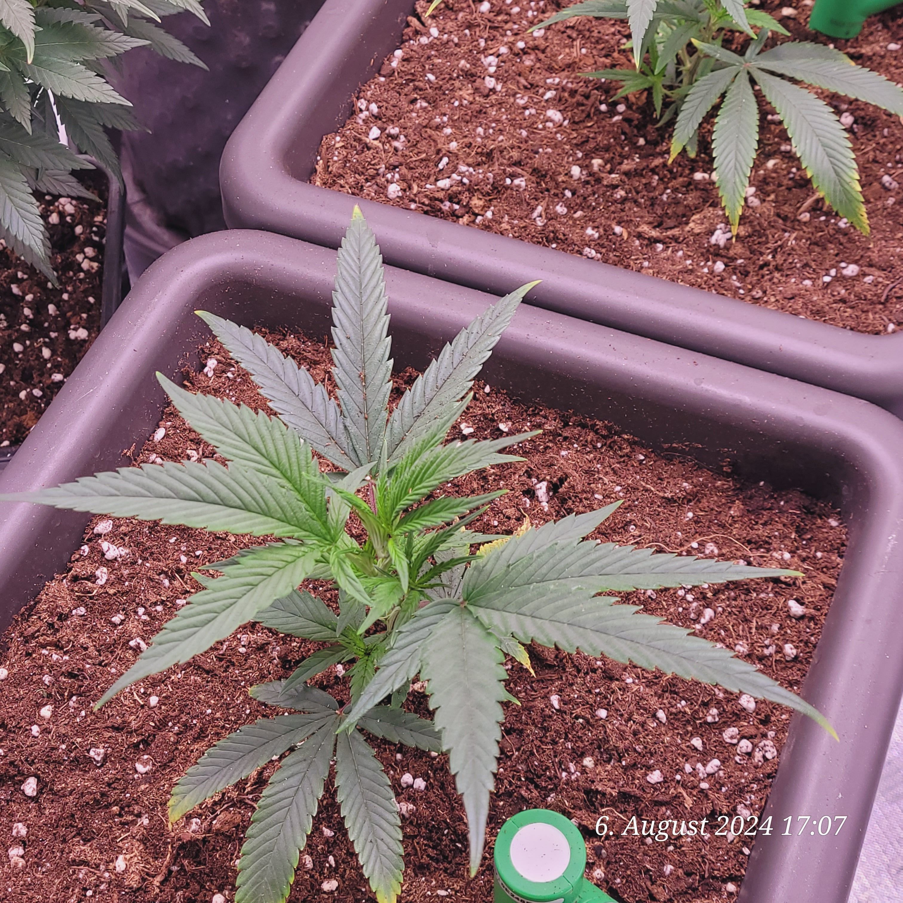 Lava Cake Klon #2 growlog photo 12