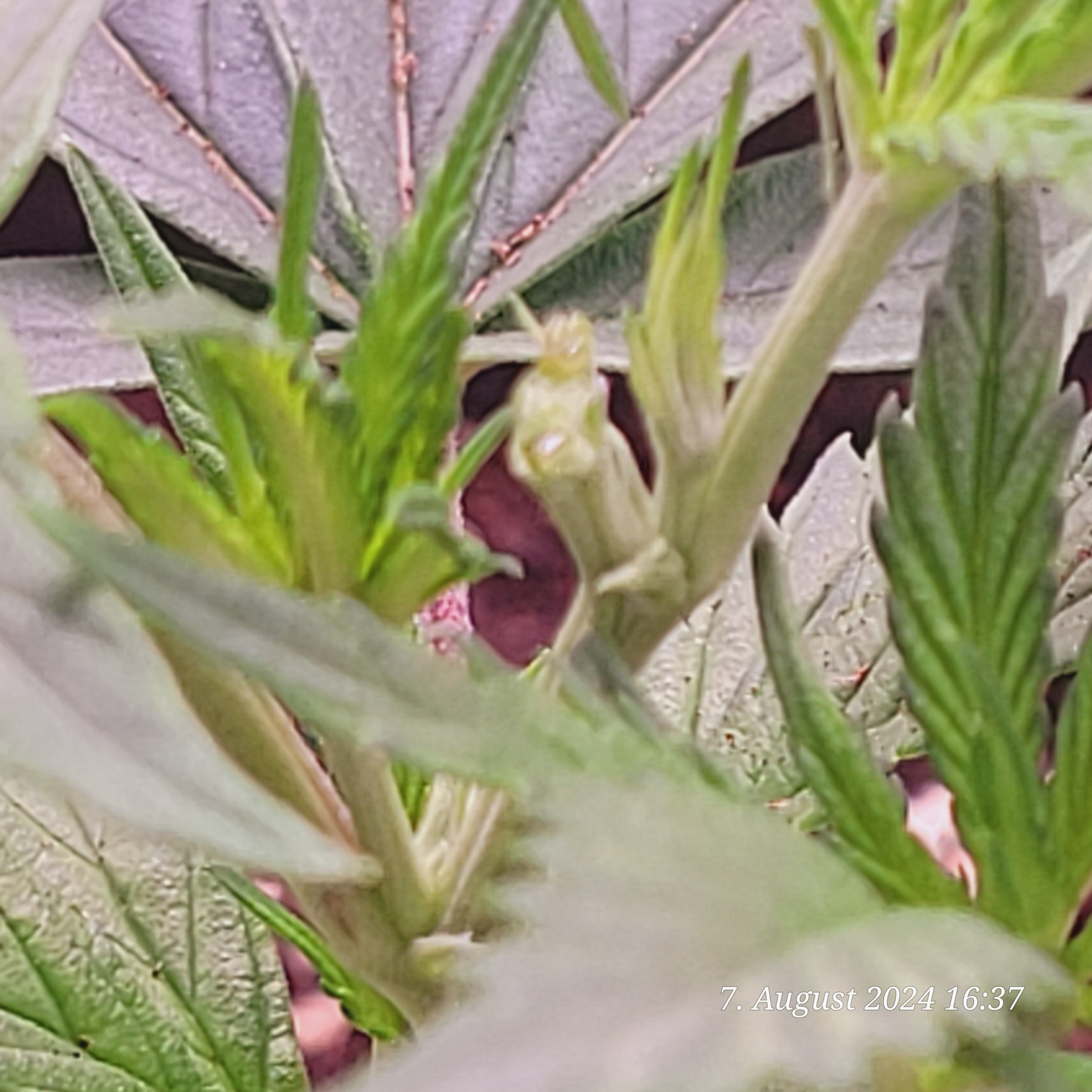 Lava Cake Klon #2 growlog photo 15