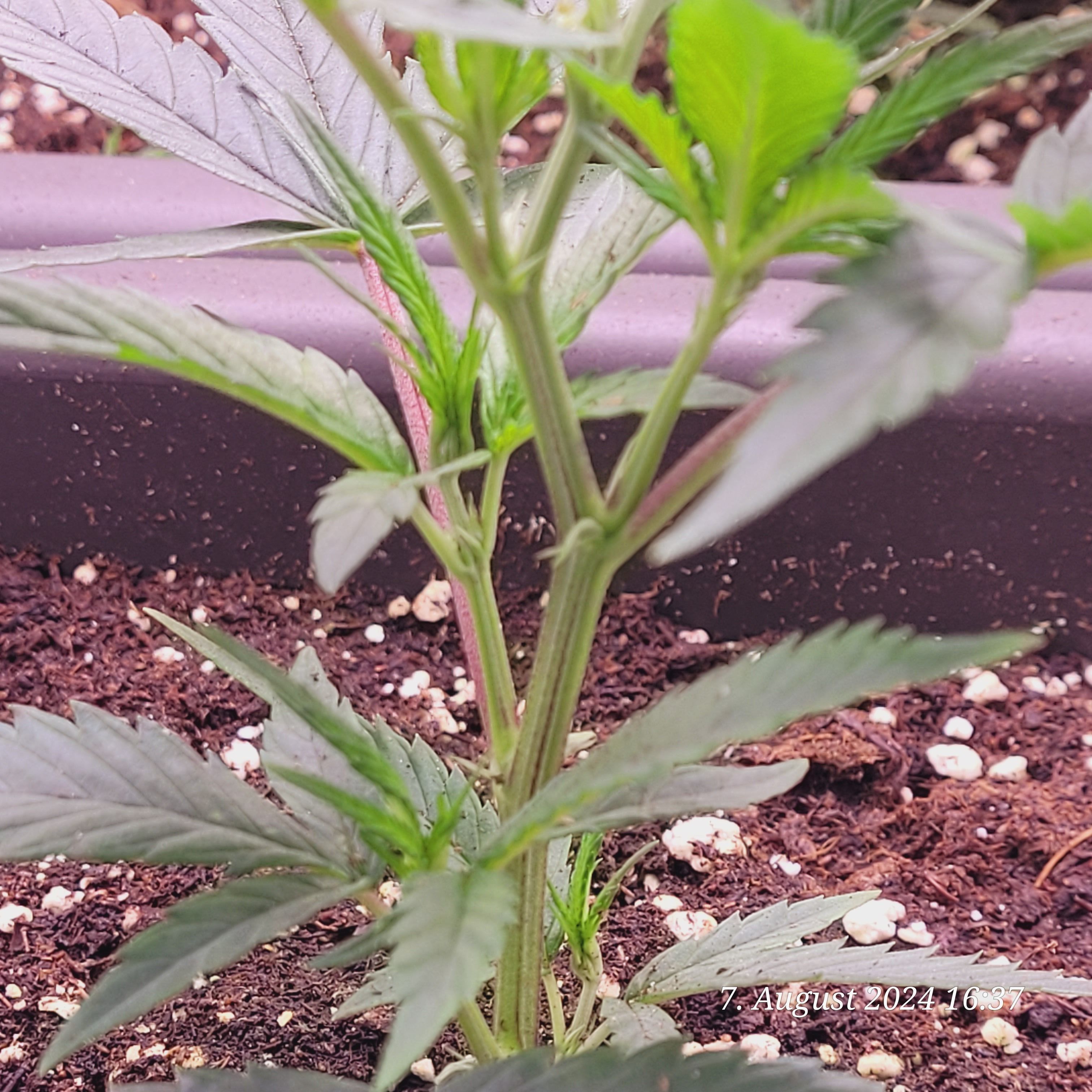 Lava Cake Klon #2 growlog photo 16