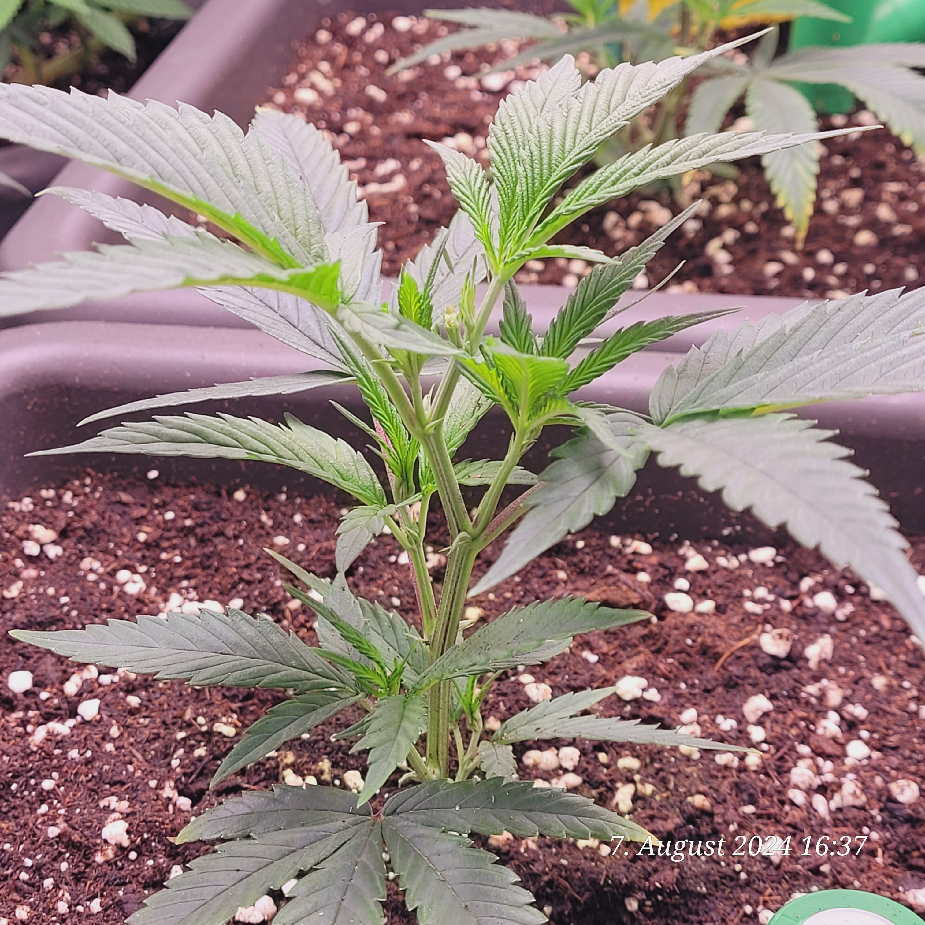 Lava Cake Klon #2 growlog photo 14