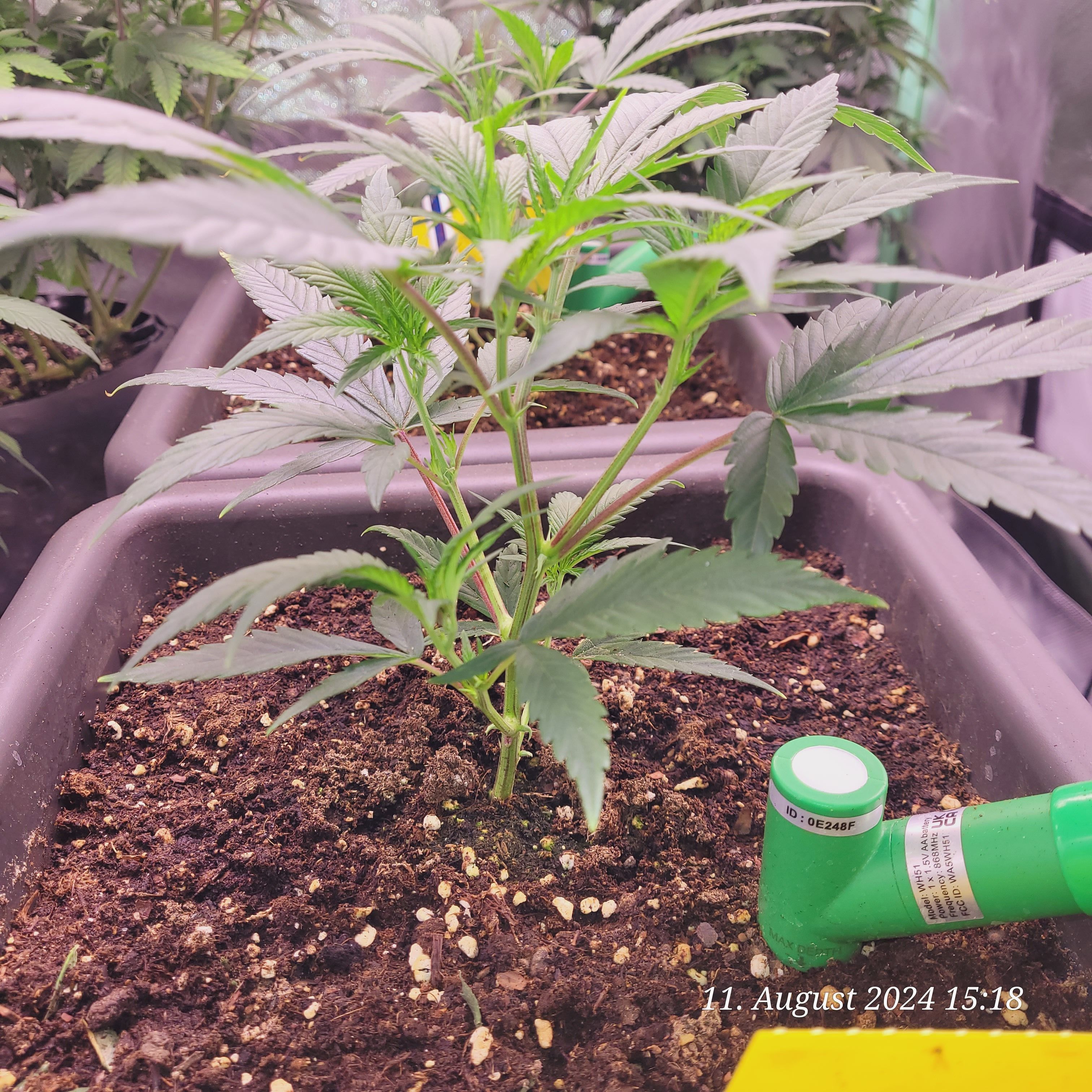 Lava Cake Klon #2 growlog photo 17