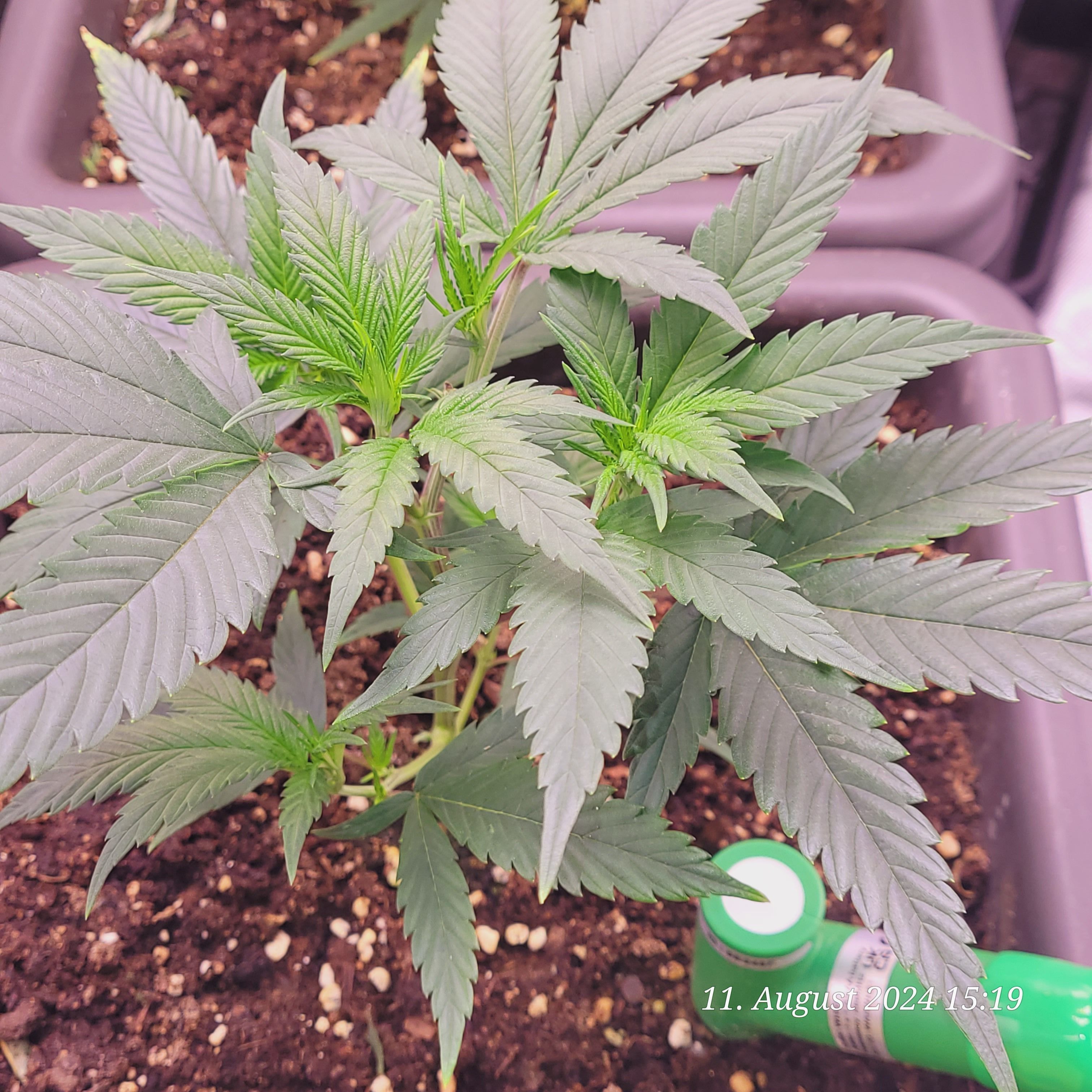 Lava Cake Klon #2 growlog photo 18