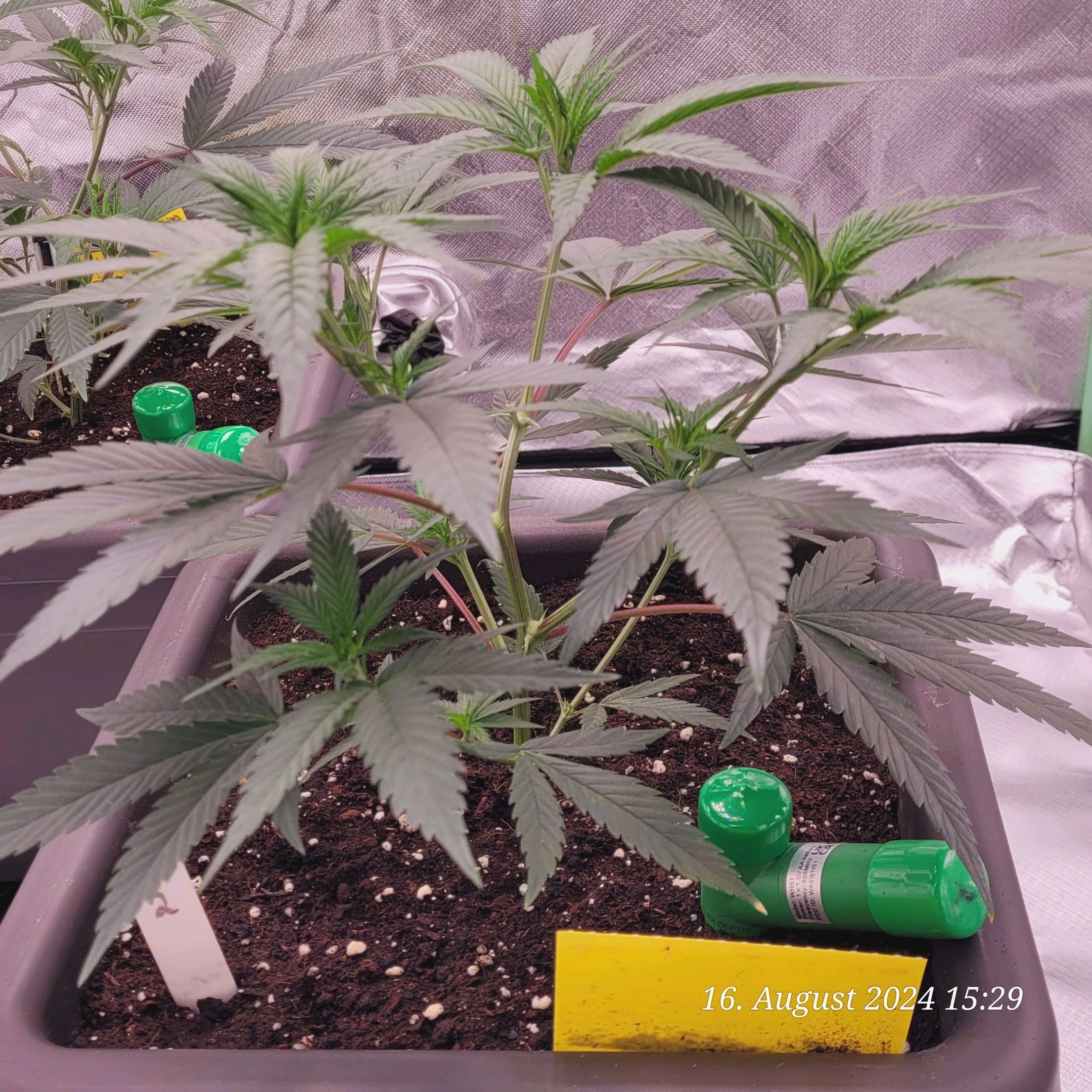Lava Cake Klon #2 growlog photo 20