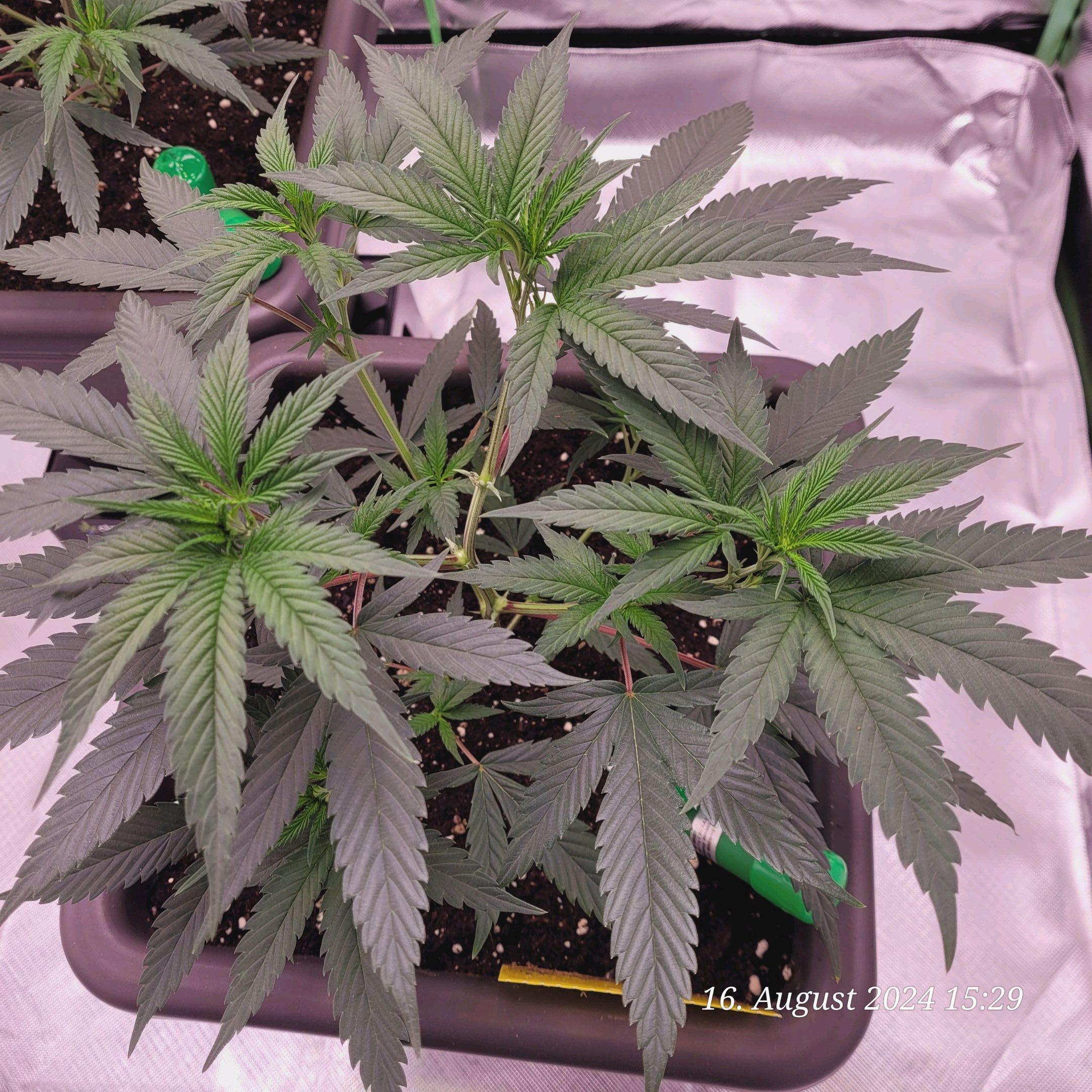 Lava Cake Klon #2 growlog photo 22