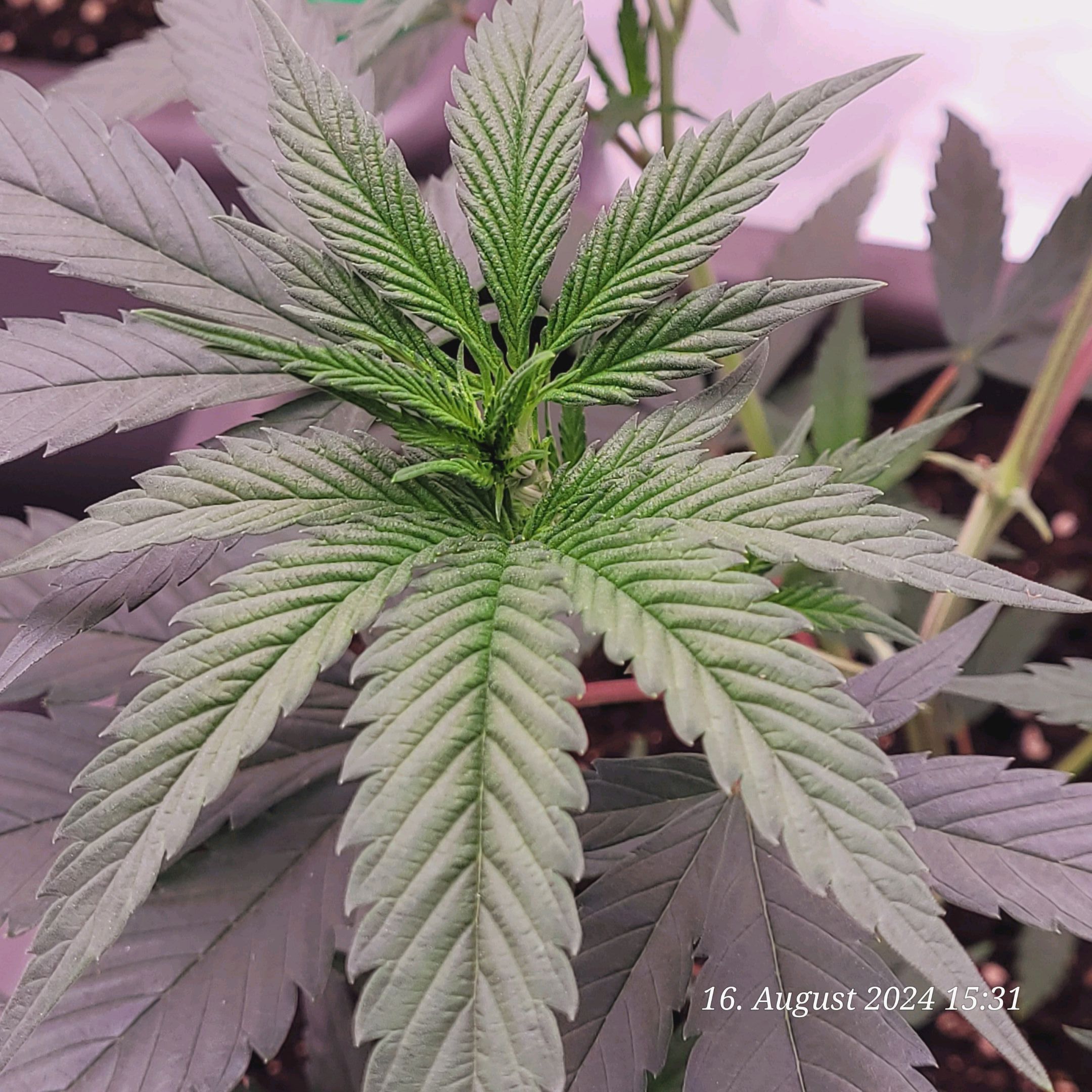 Lava Cake Klon #2 growlog photo 21