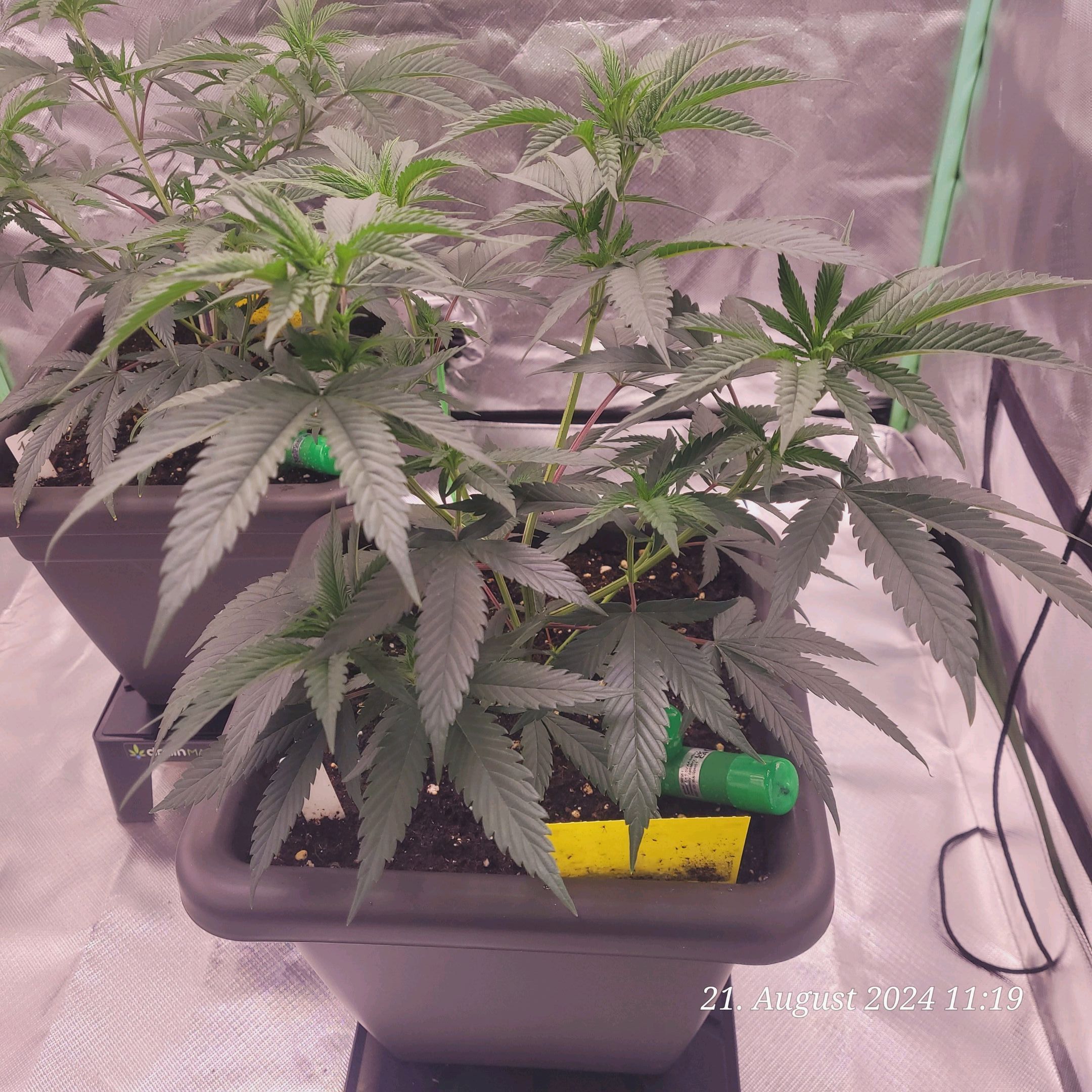 Lava Cake Klon #2 growlog photo 24