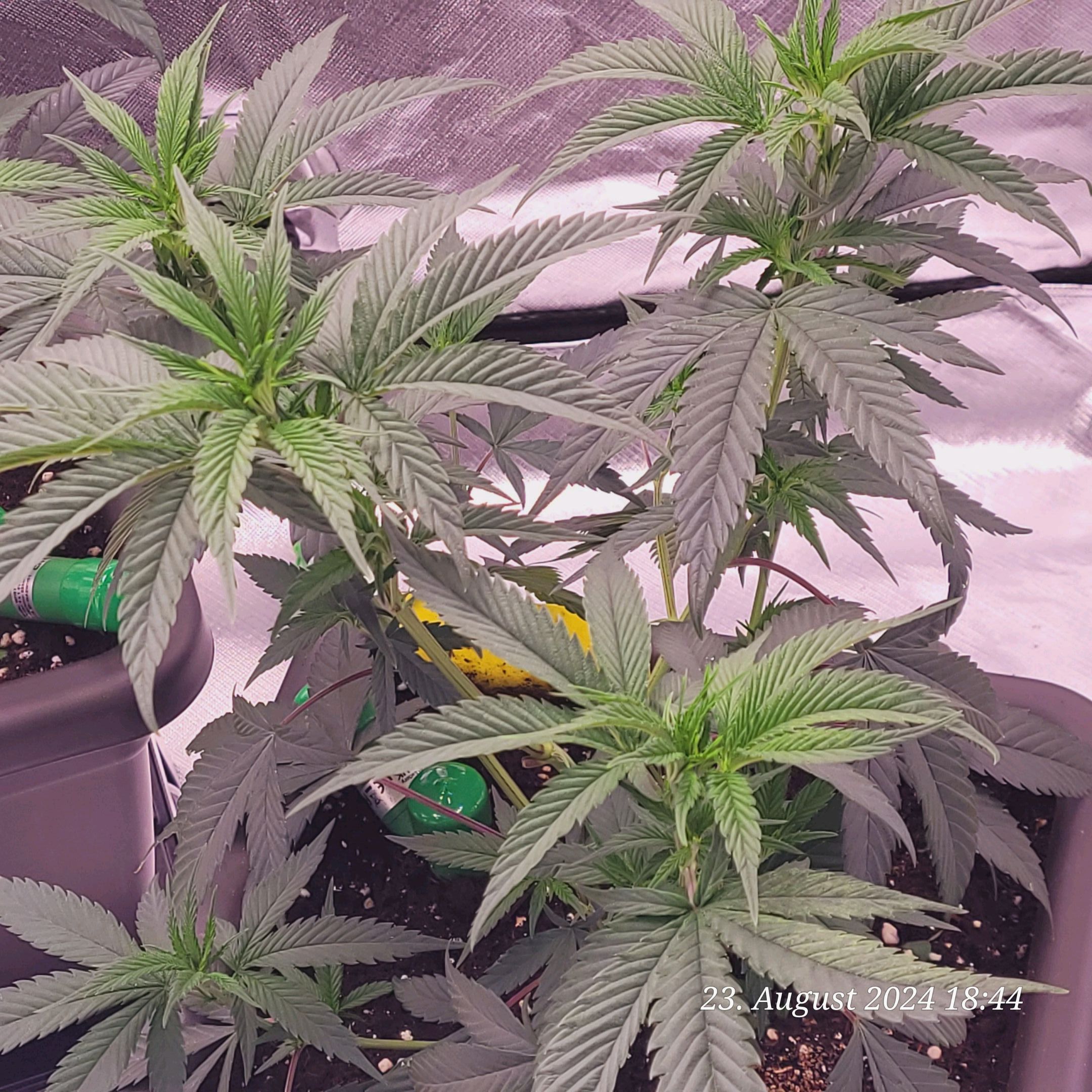Lava Cake Klon #2 growlog photo 26