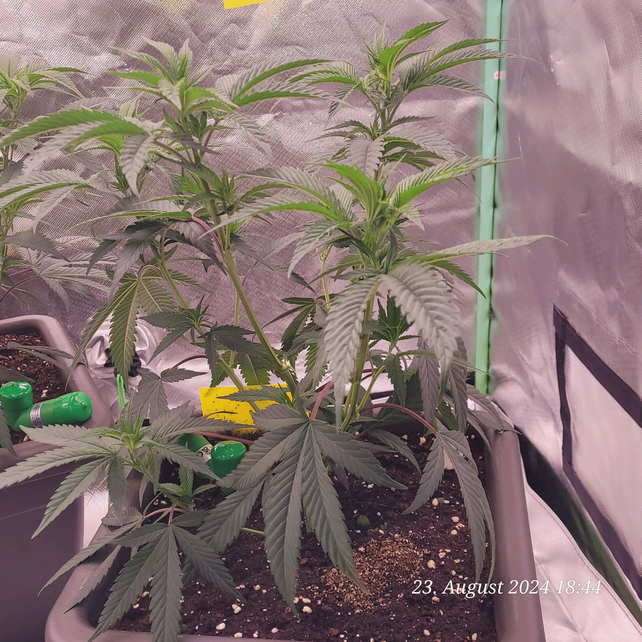 Lava Cake Klon #2 growlog photo 25