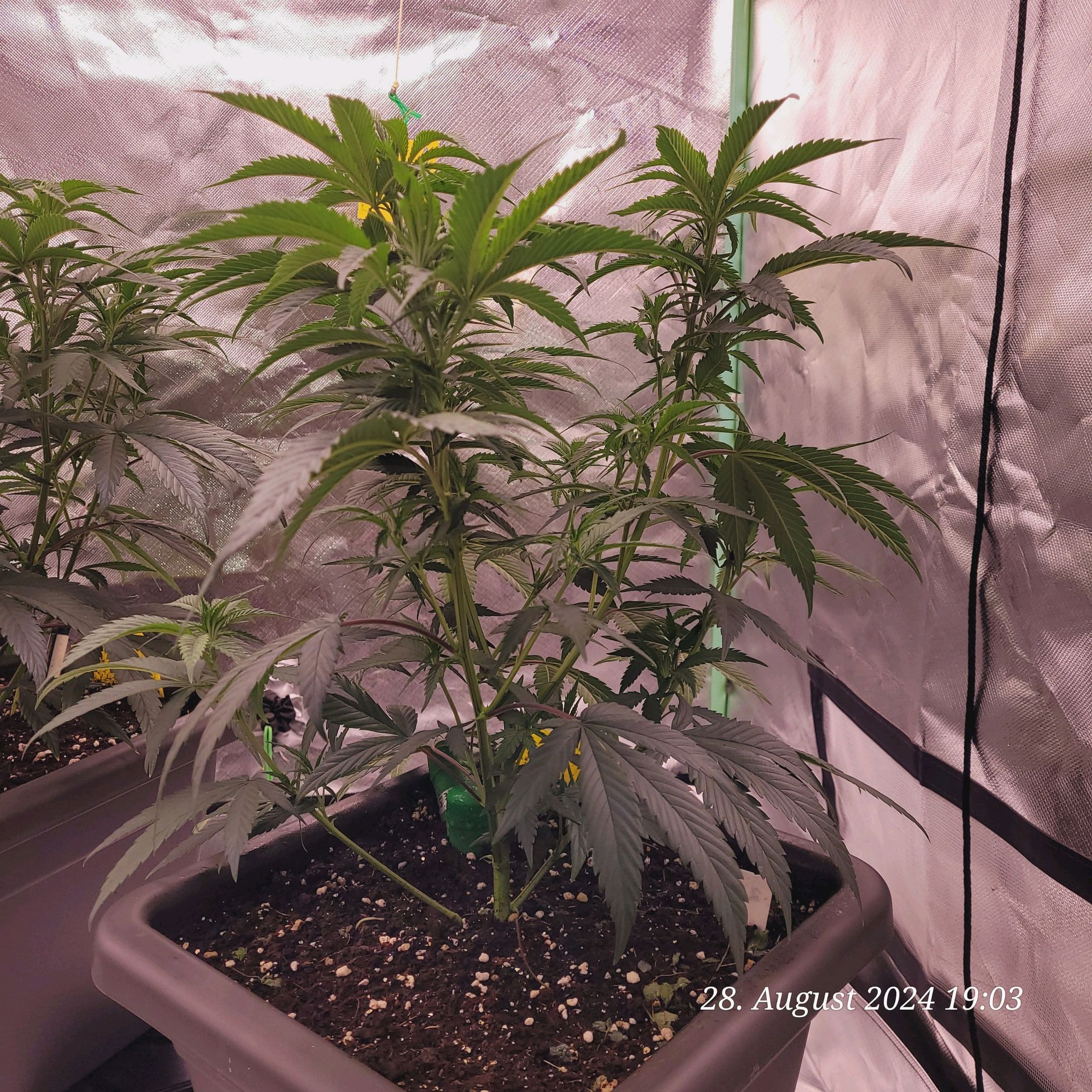 Lava Cake Klon #2 growlog photo 27