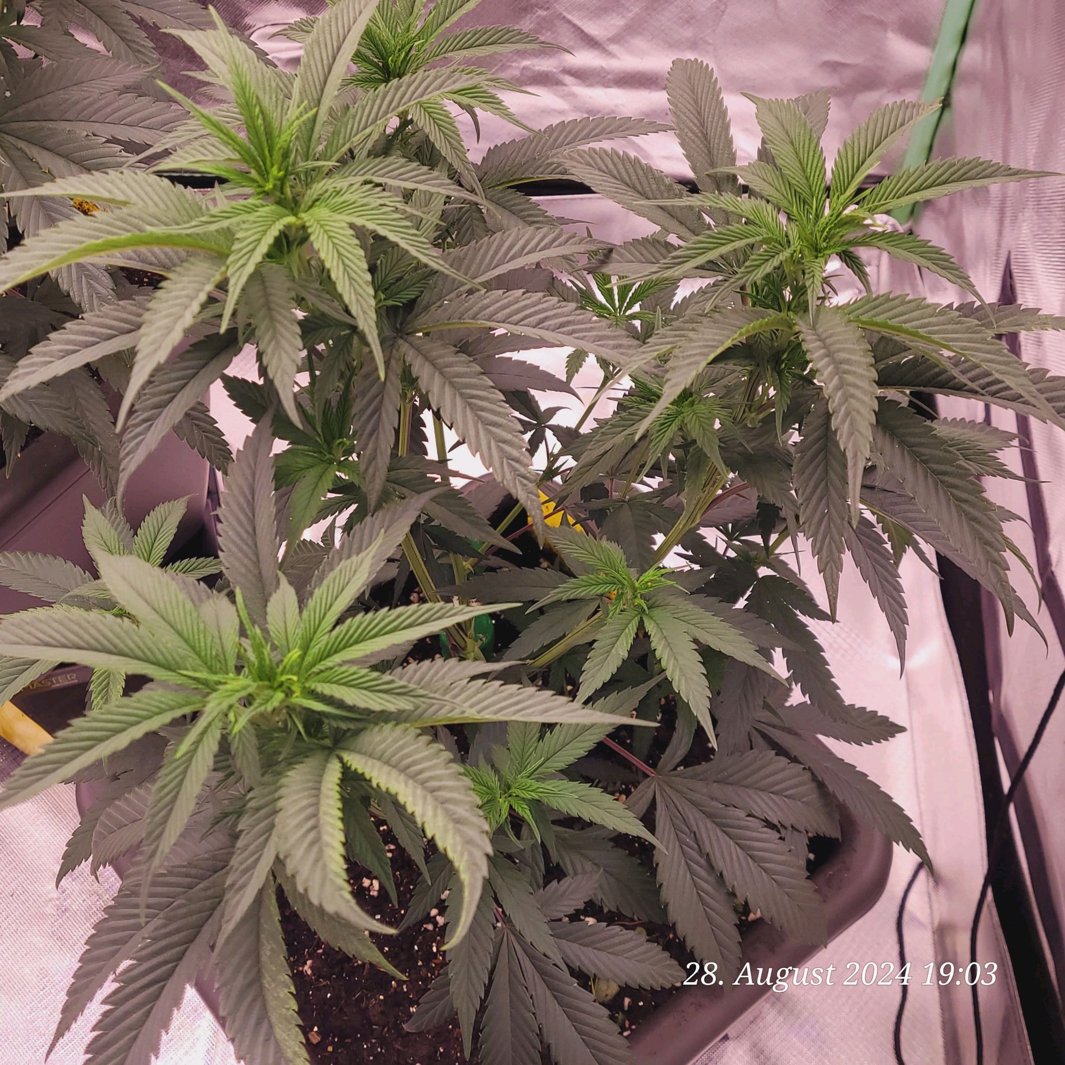 Lava Cake Klon #2 growlog photo 28