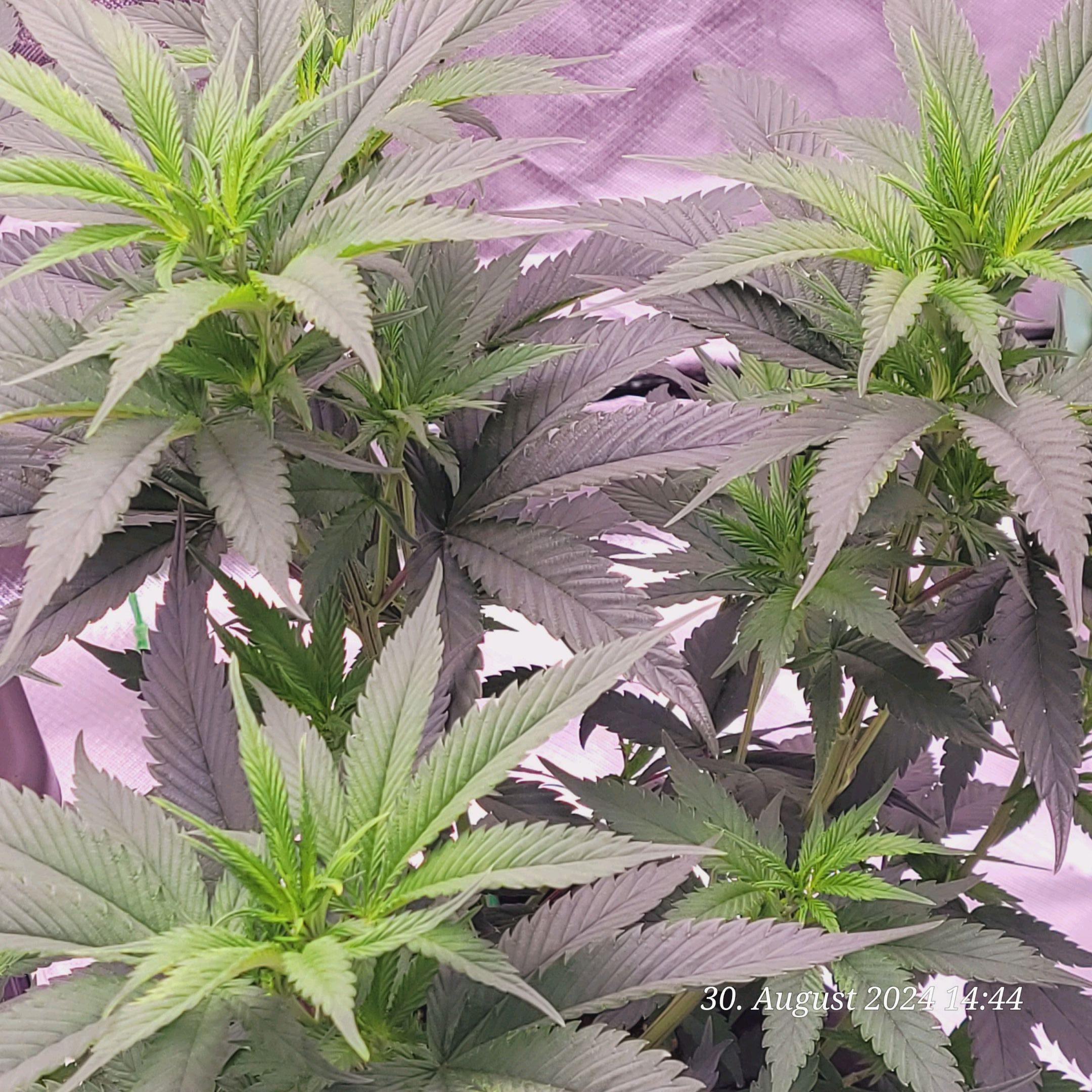 Lava Cake Klon #2 growlog photo 29