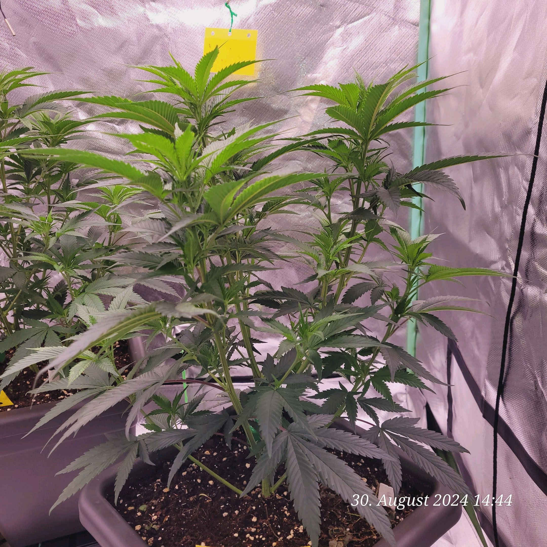 Lava Cake Klon #2 growlog photo 30