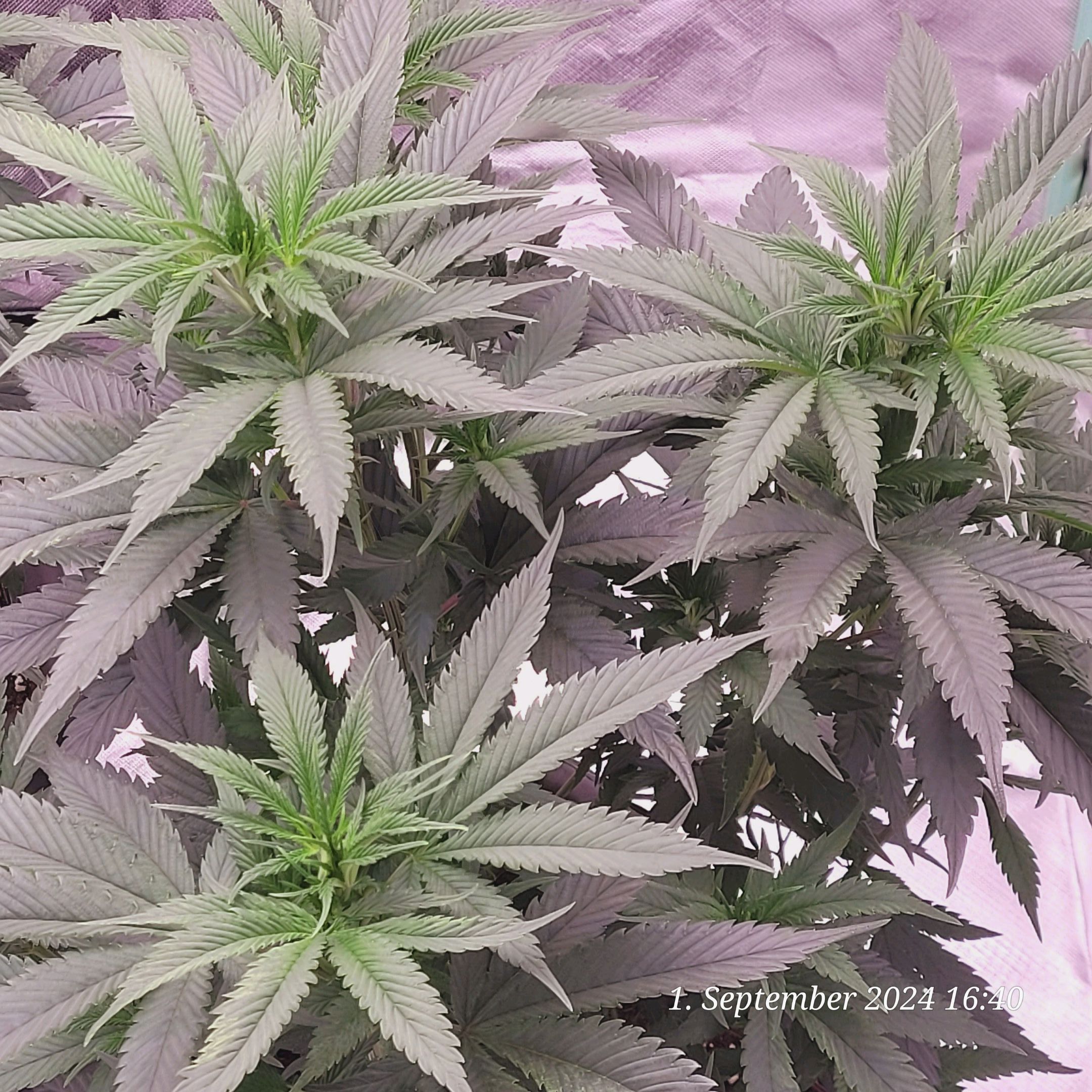 Lava Cake Klon #2 growlog photo 32